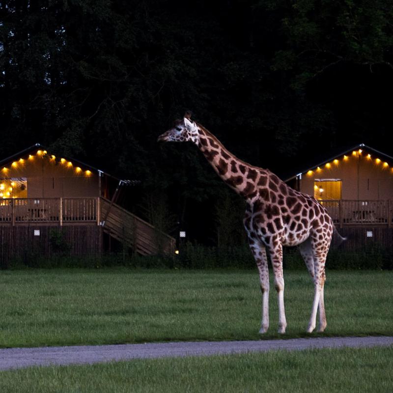 Knuthenborg Safaripark