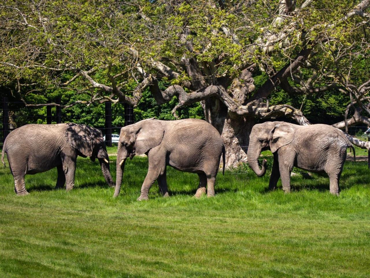 Knuthenborg Safaripark