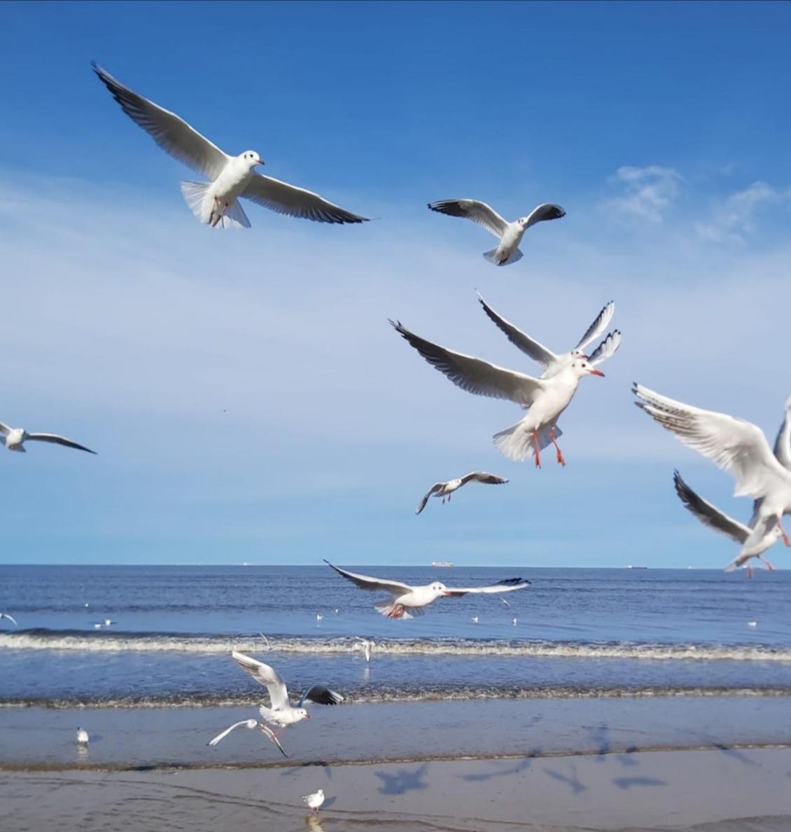 Lange am Meer