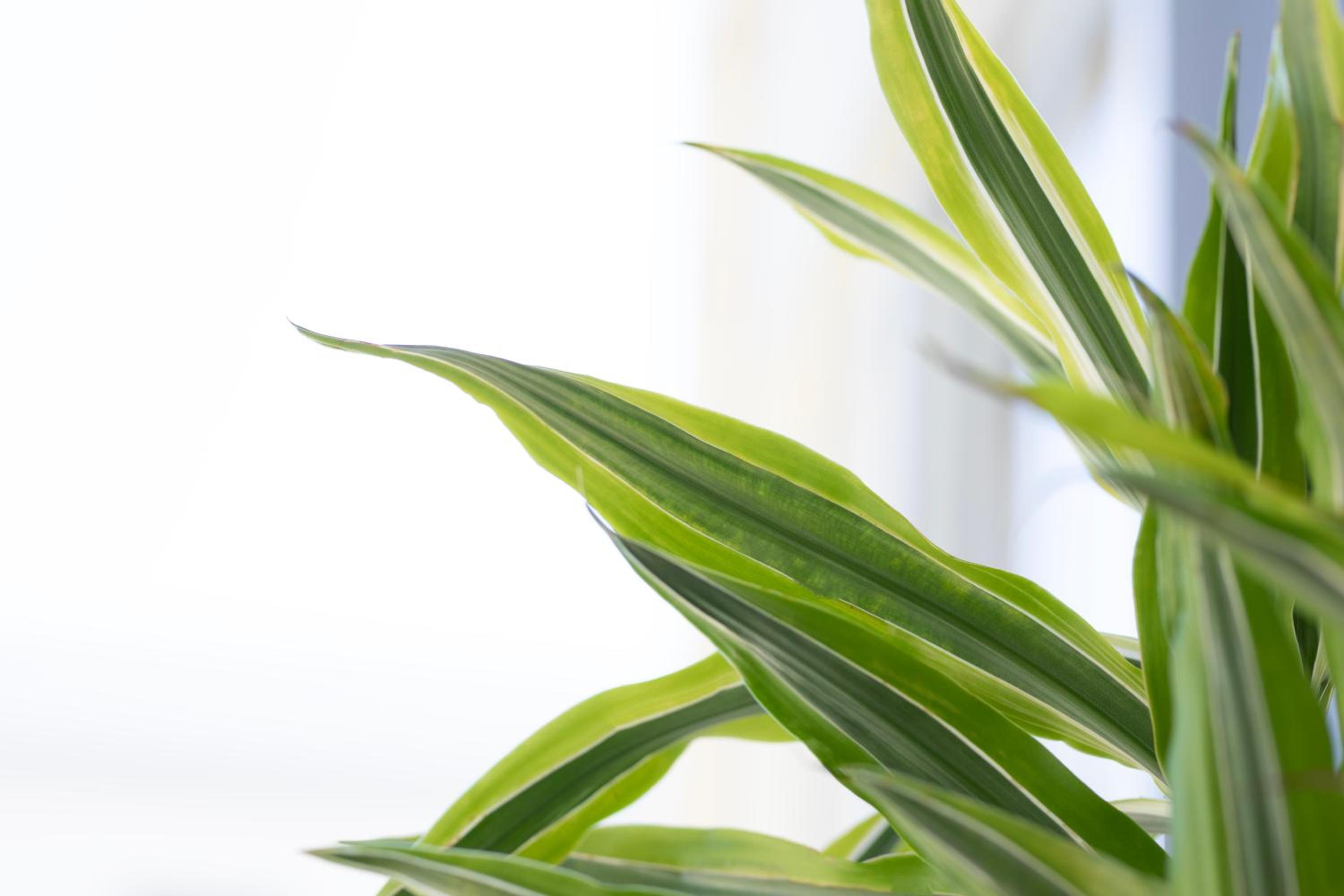 Etheria Comfort House photo 4