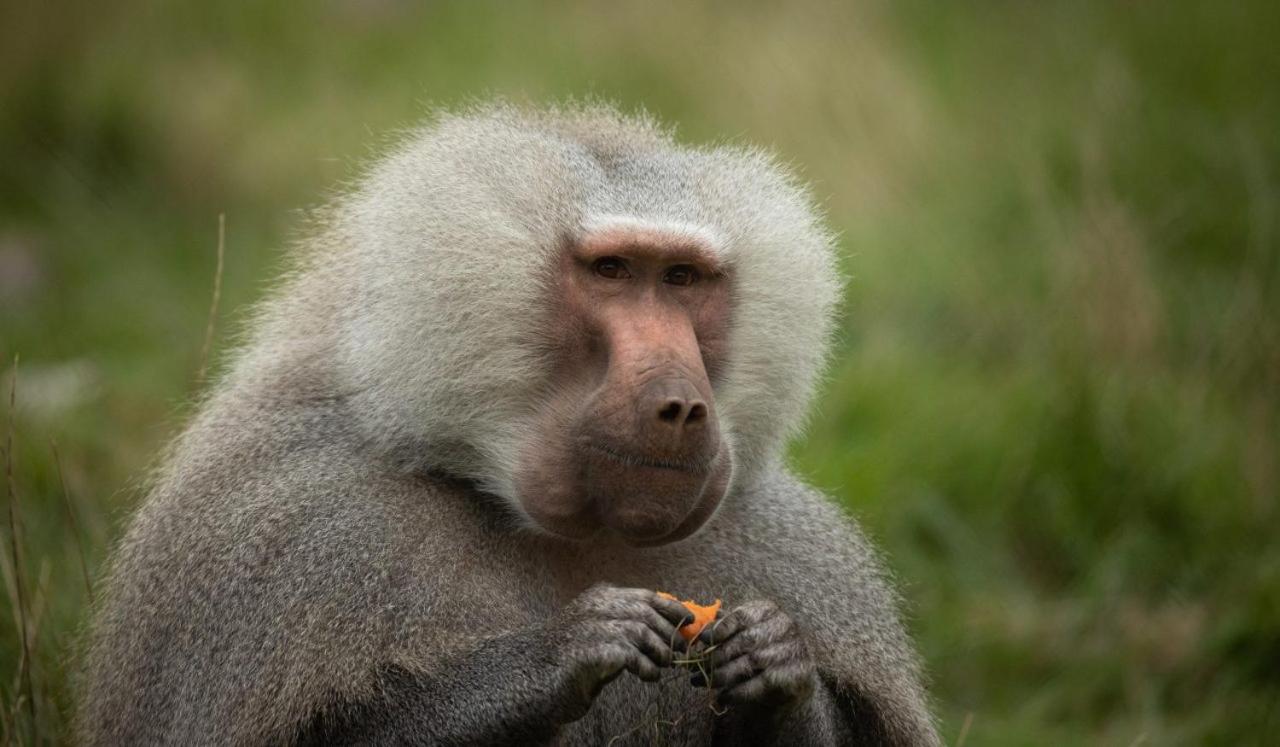 Knuthenborg Safaripark