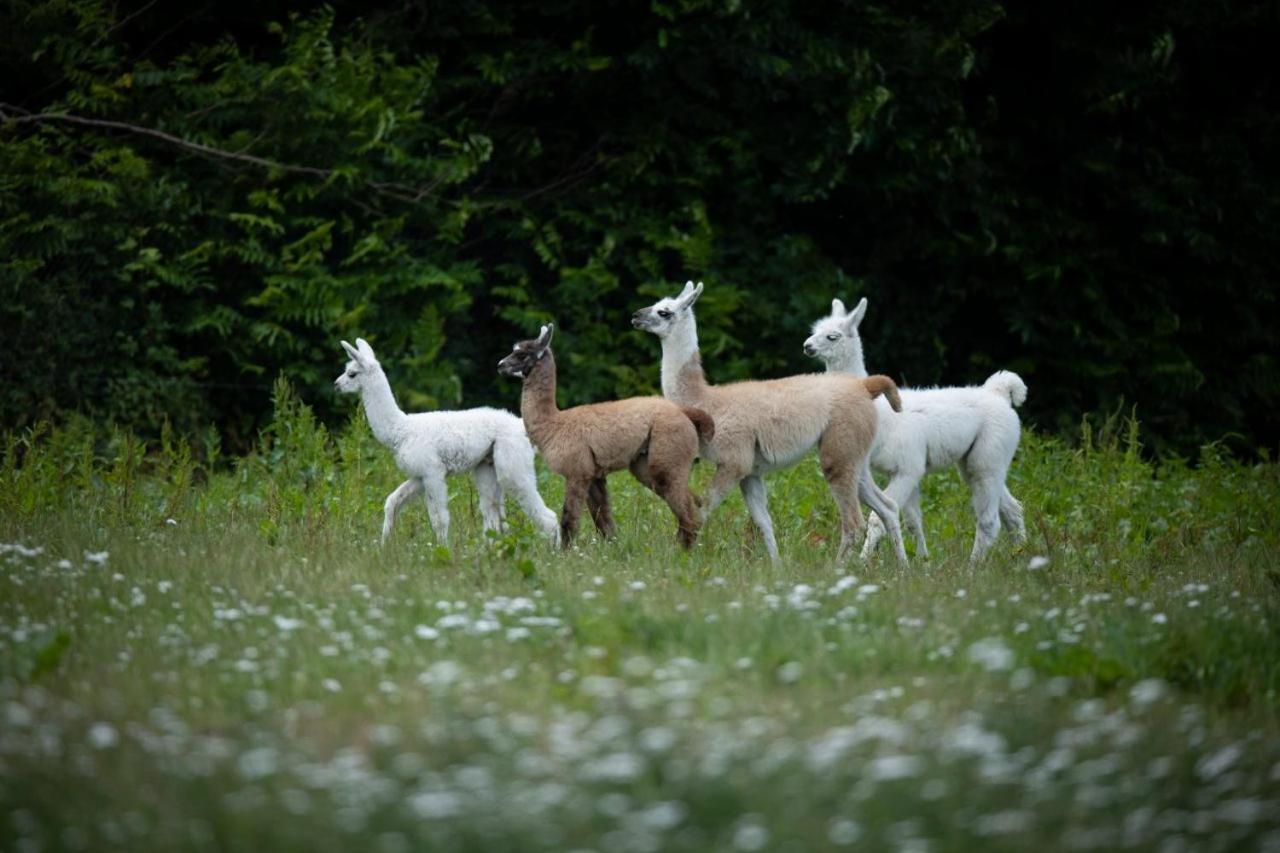Knuthenborg Safaripark