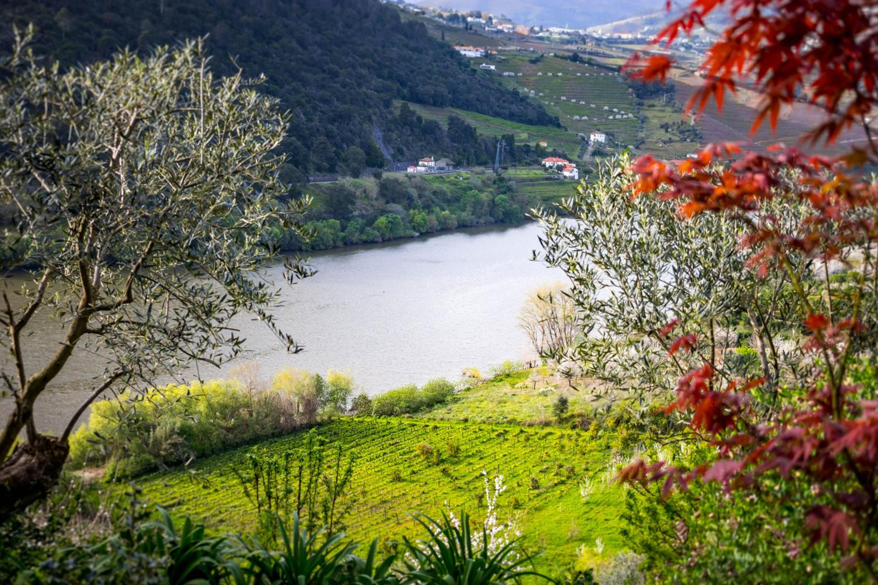 Fraga Douro House, Douro Valley view 5