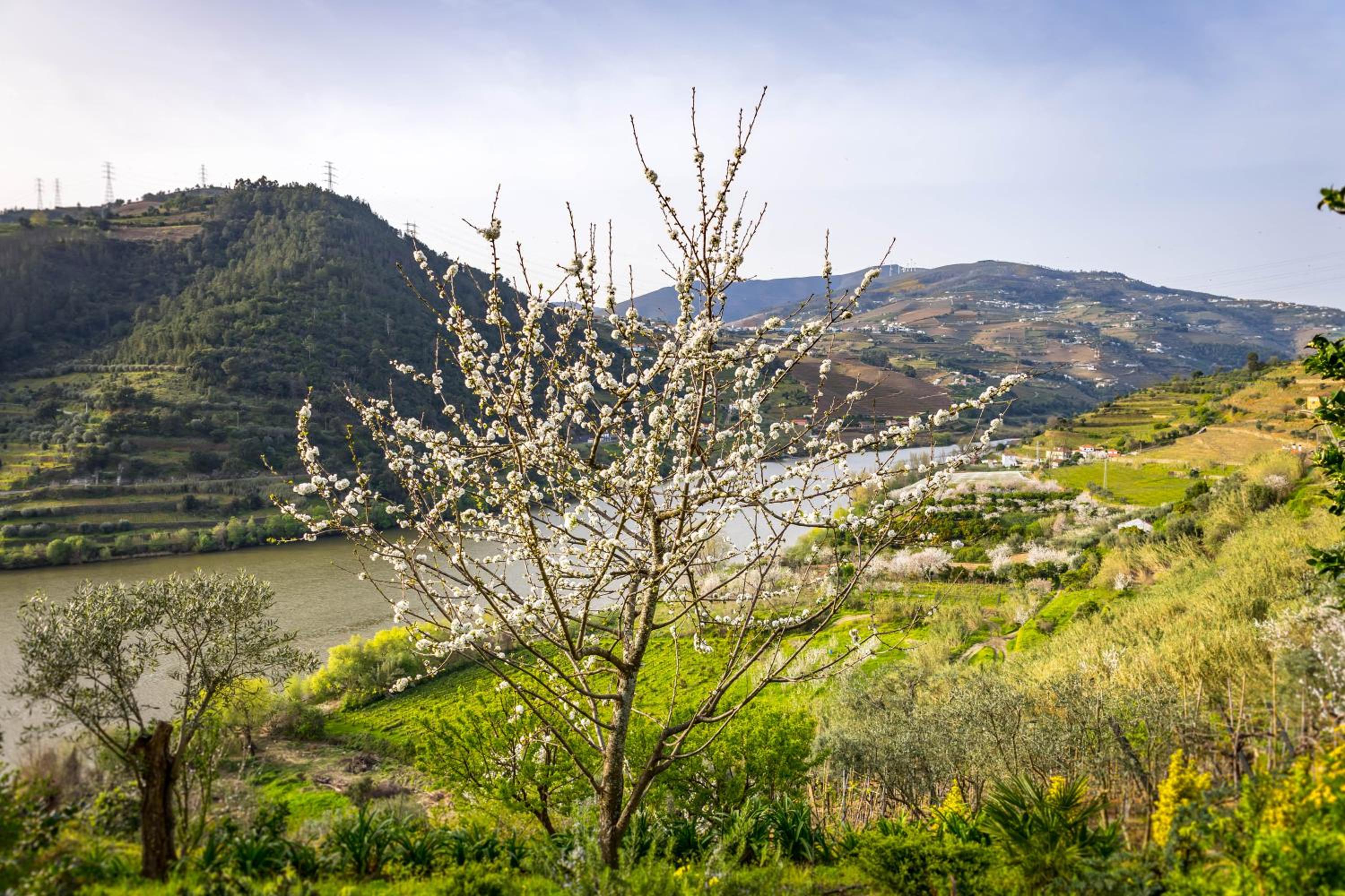 Fraga Douro House, Douro Valley view 4