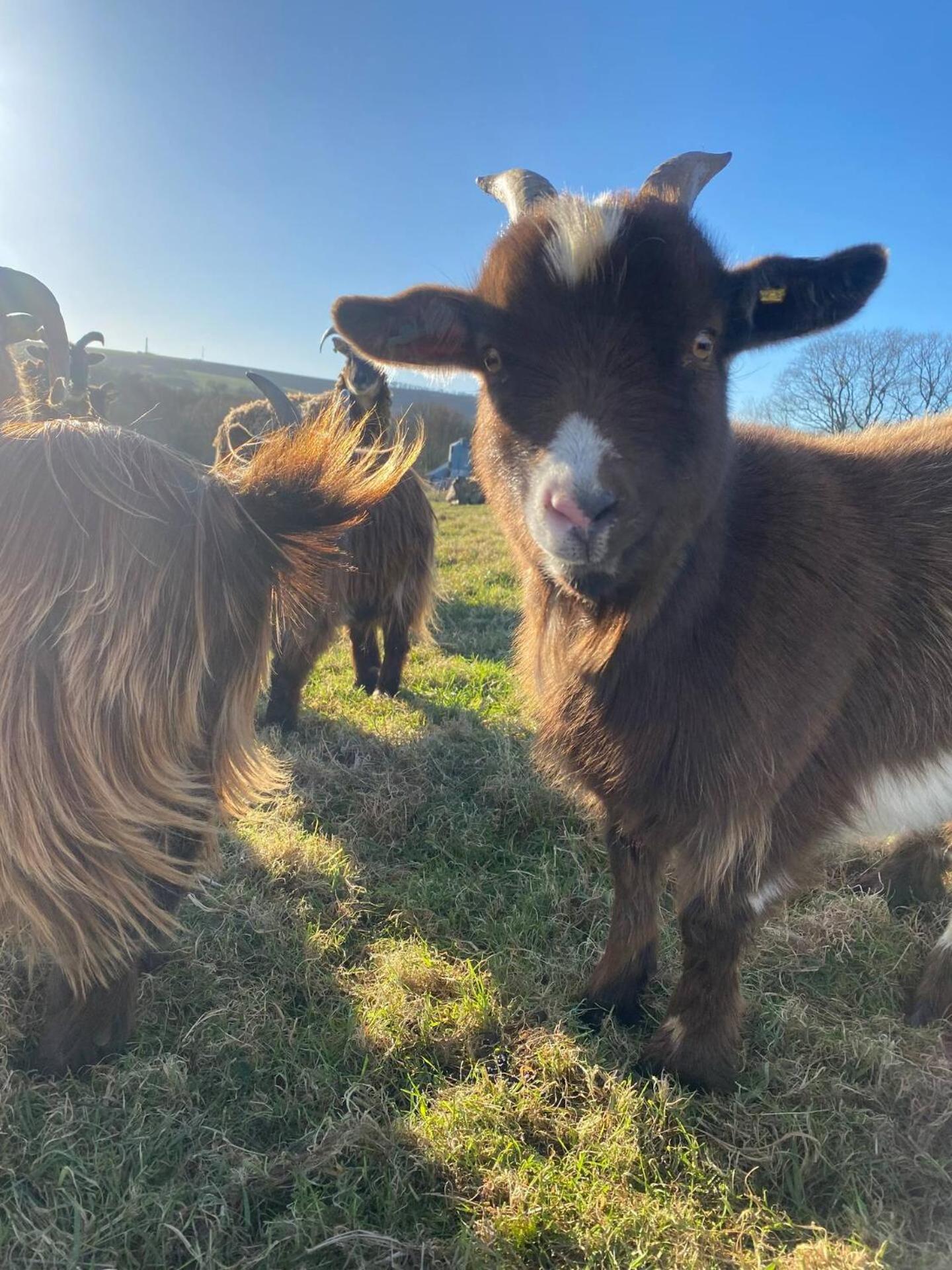 Yeovil Vacations - Swallowfield Glamping-Station Master - Property Image 15