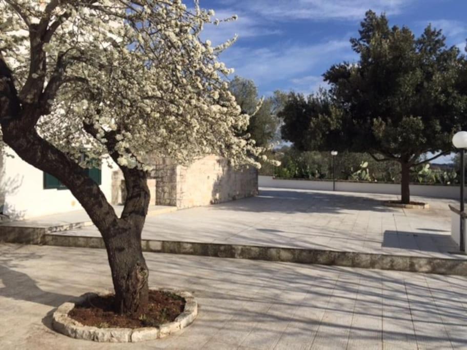Trullo dei Ciliegi view 2