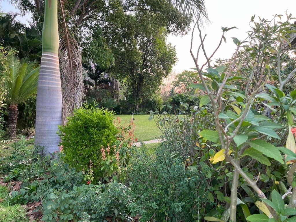 Golden bamboo