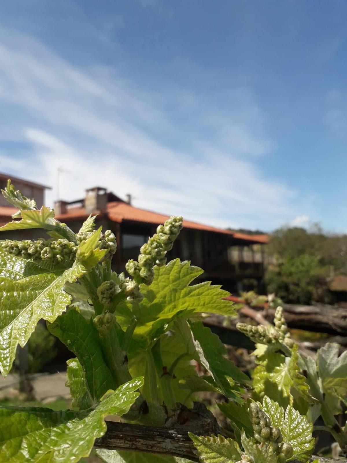Aloumiños do Ribeiro