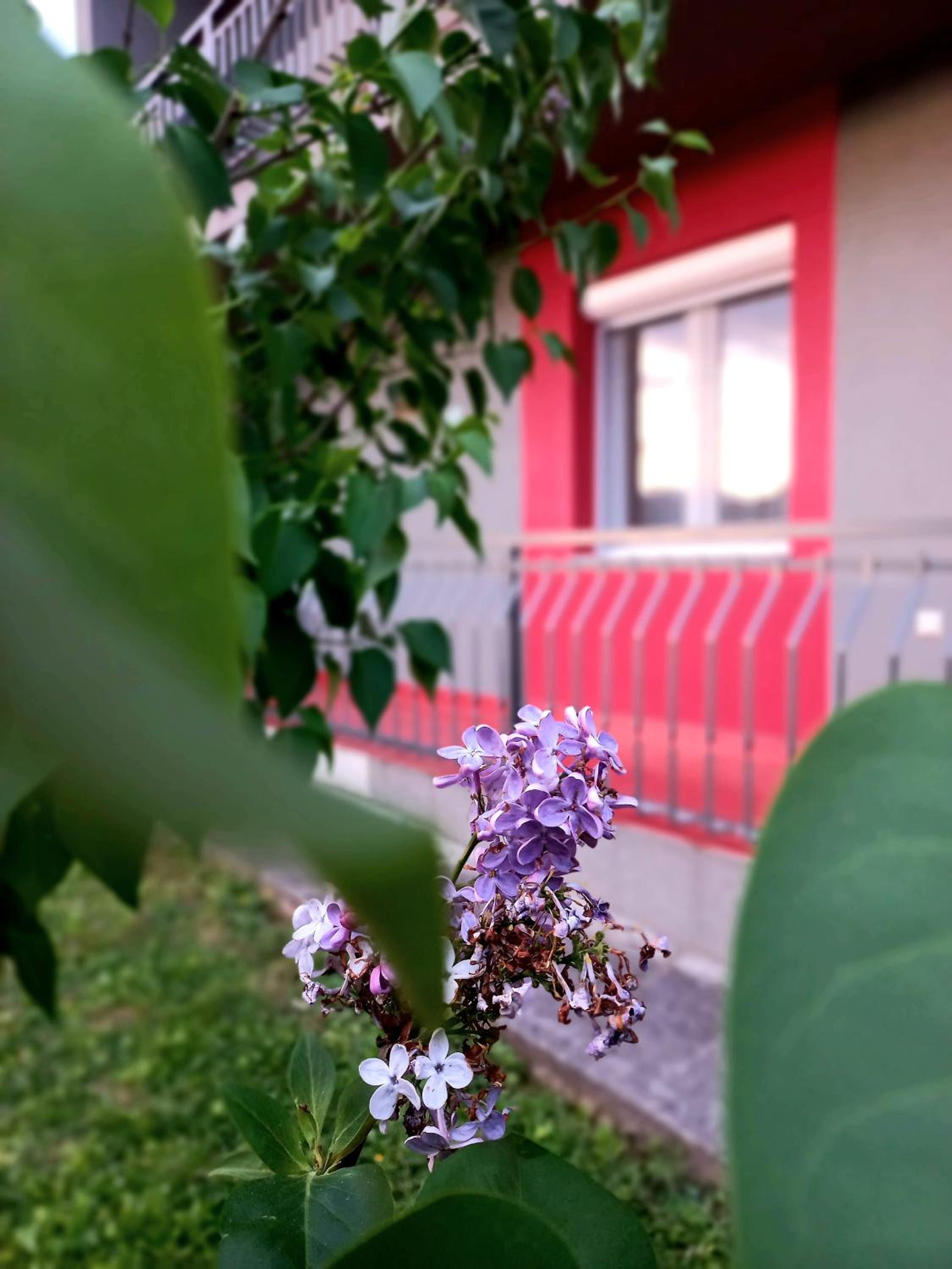 Apartman Dženeta