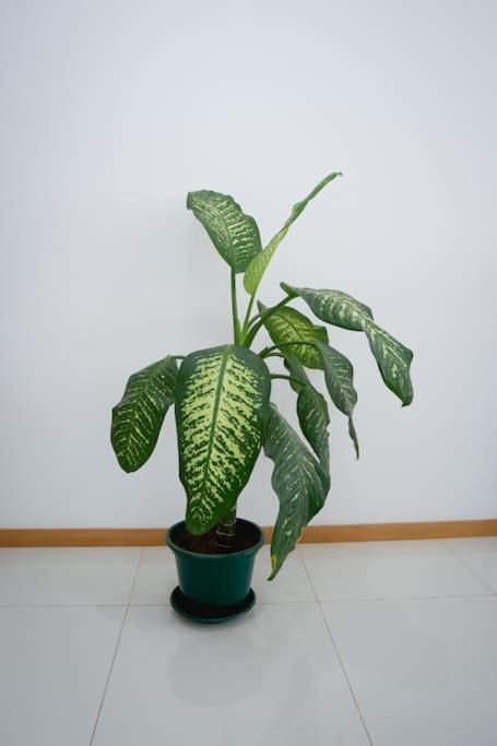 Apartamento das Flores 2