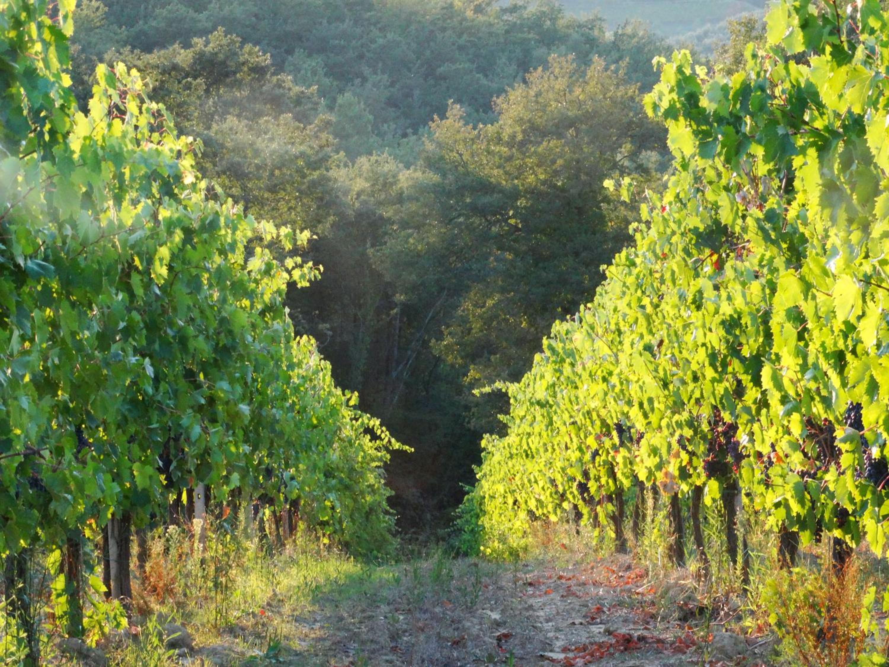 Agriturismo Montegonfoli