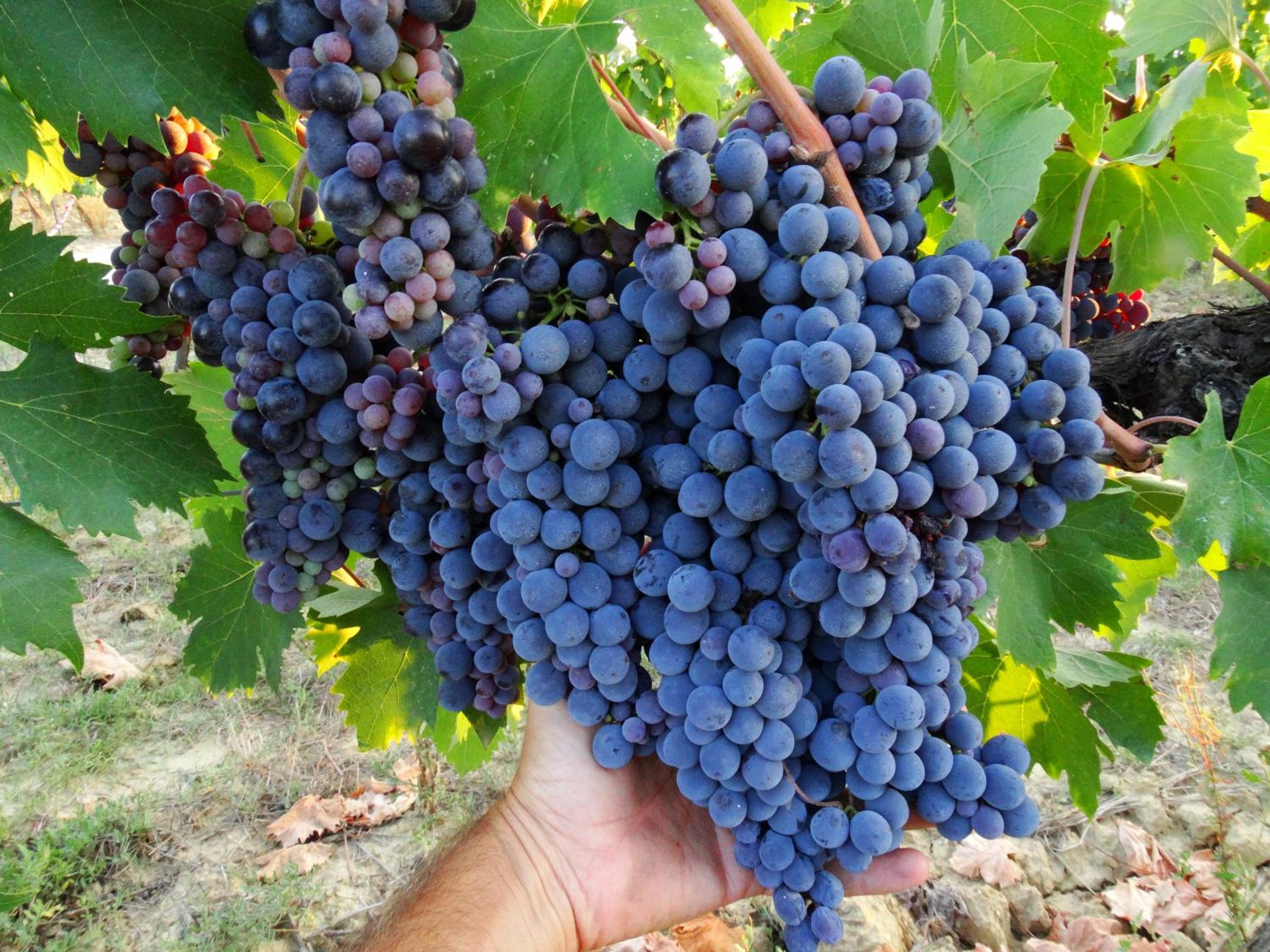Agriturismo Montegonfoli