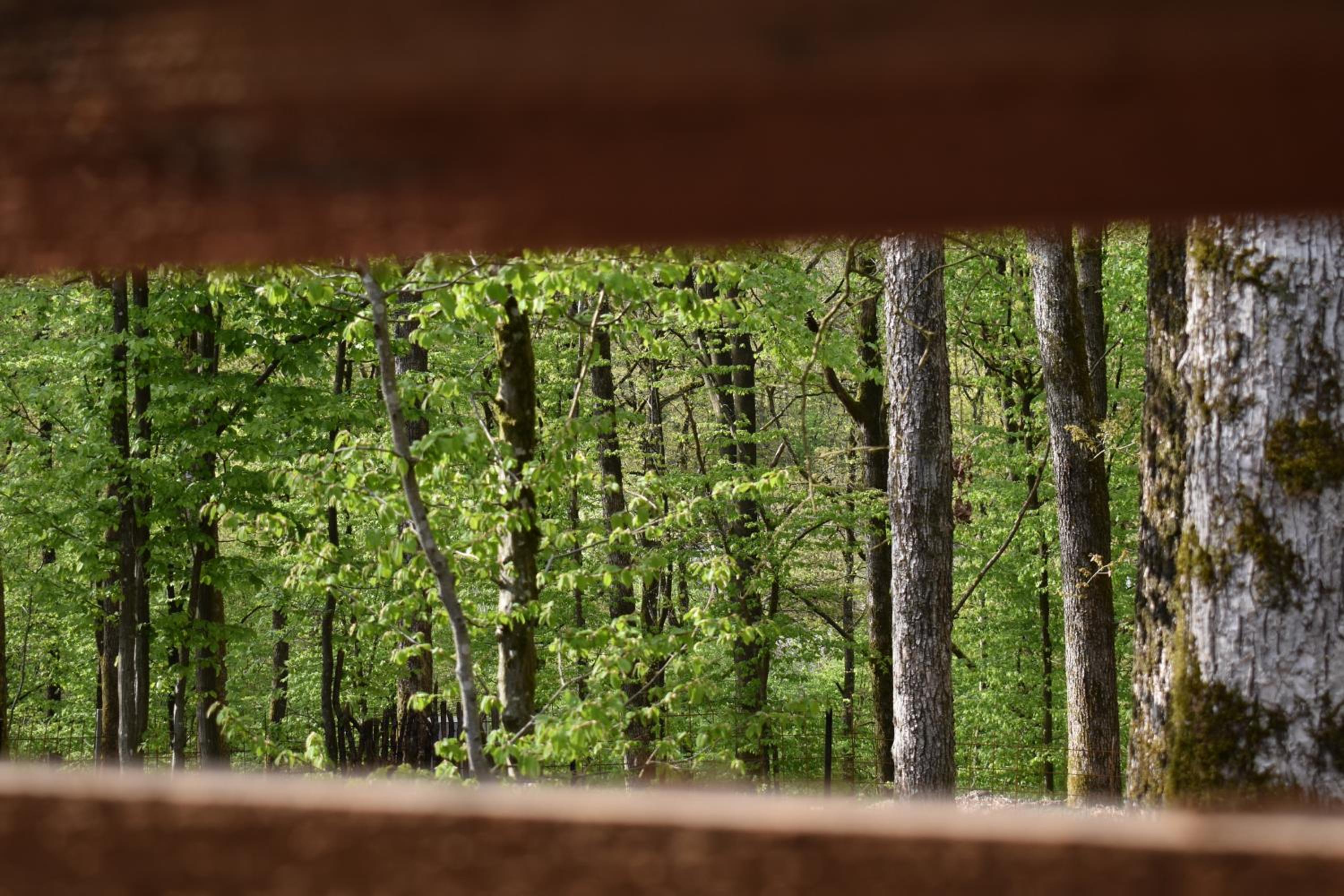 Gite cocon dans la forêt