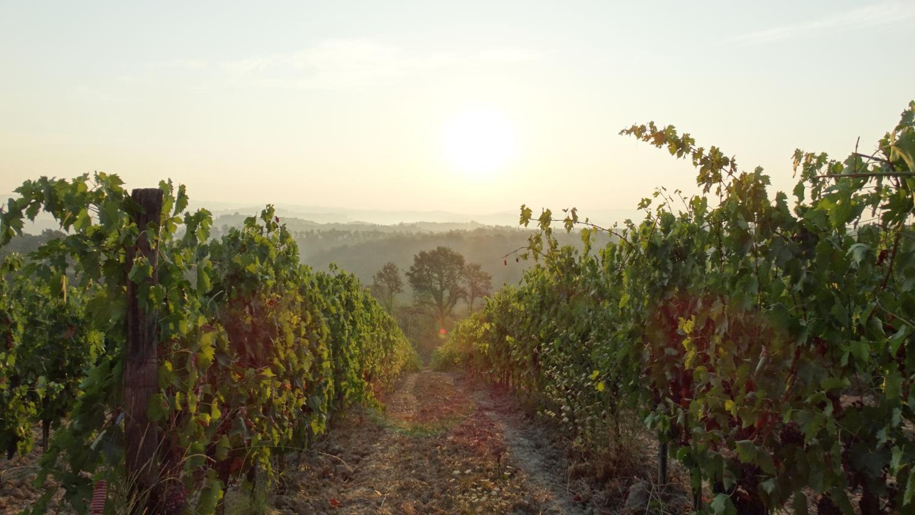 Agriturismo Montegonfoli
