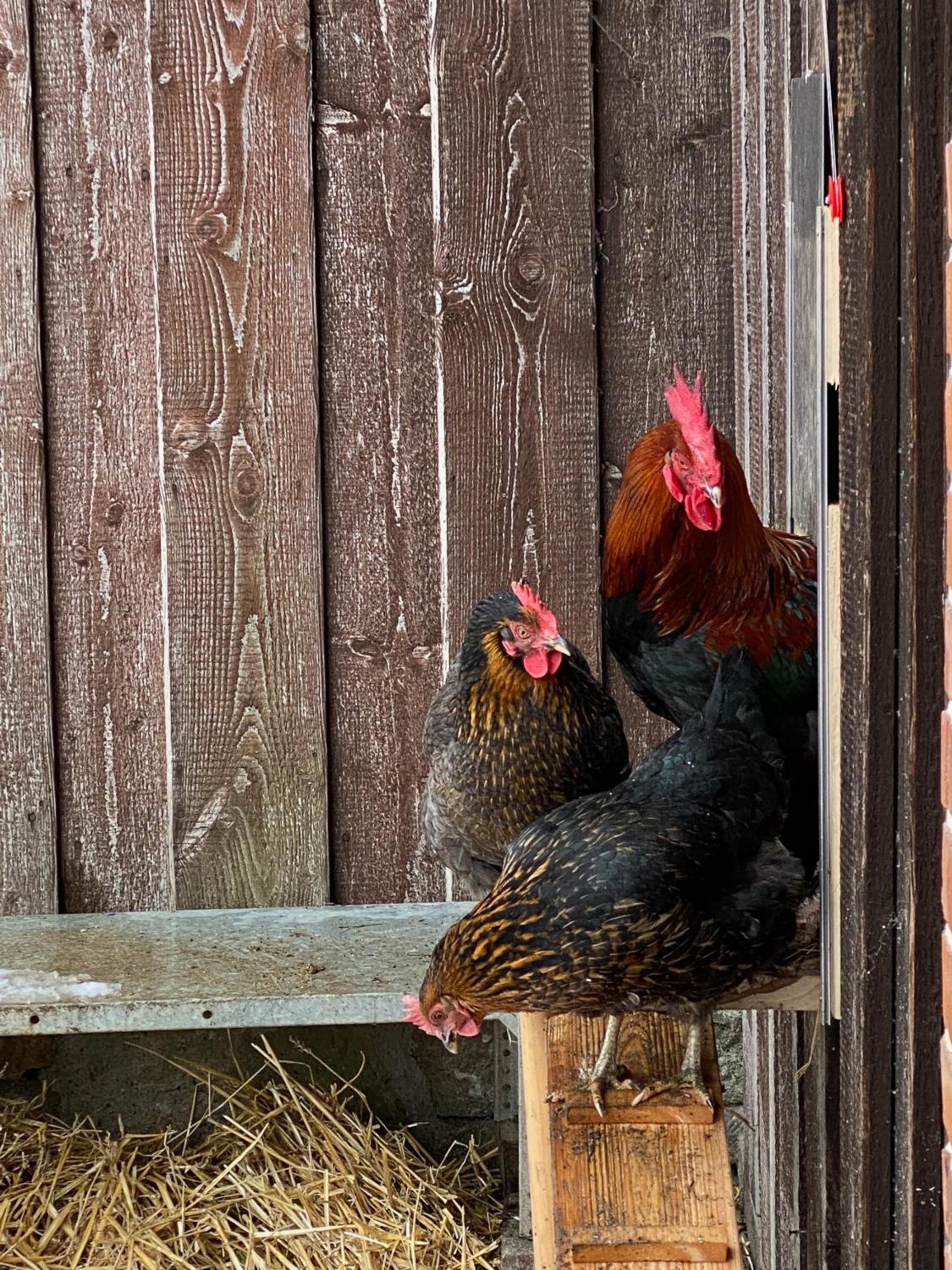 BirnenhofArts