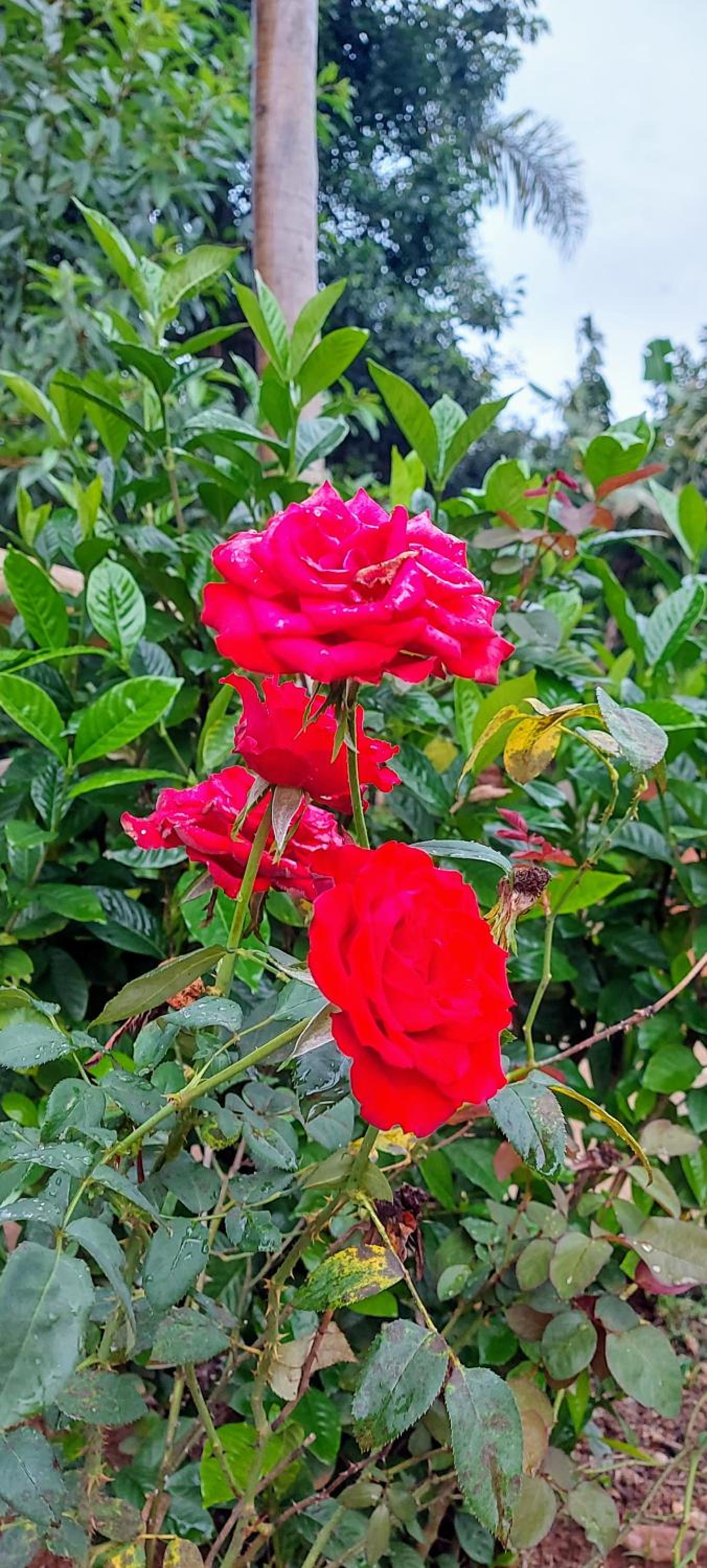 Rancho Acácia São Roque