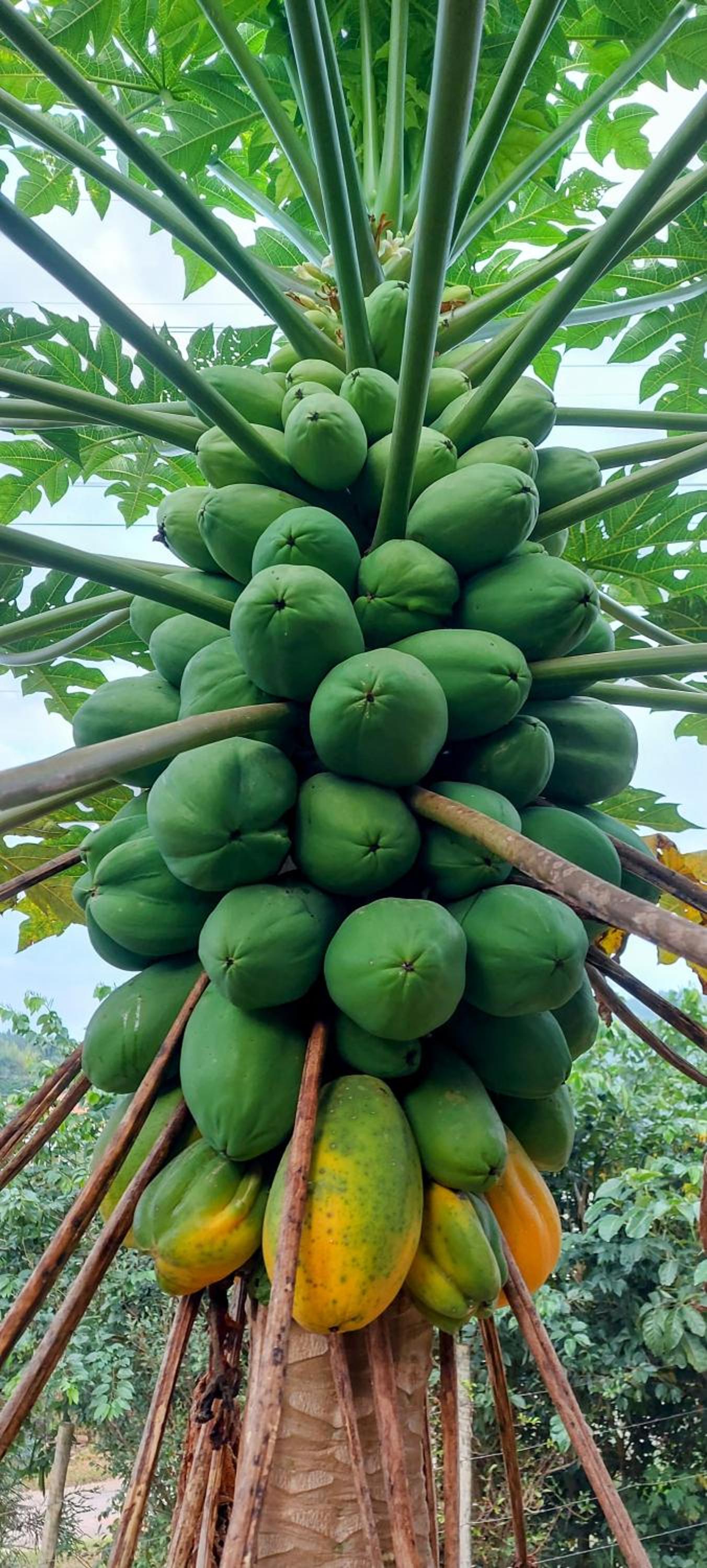 Rancho Acácia São Roque