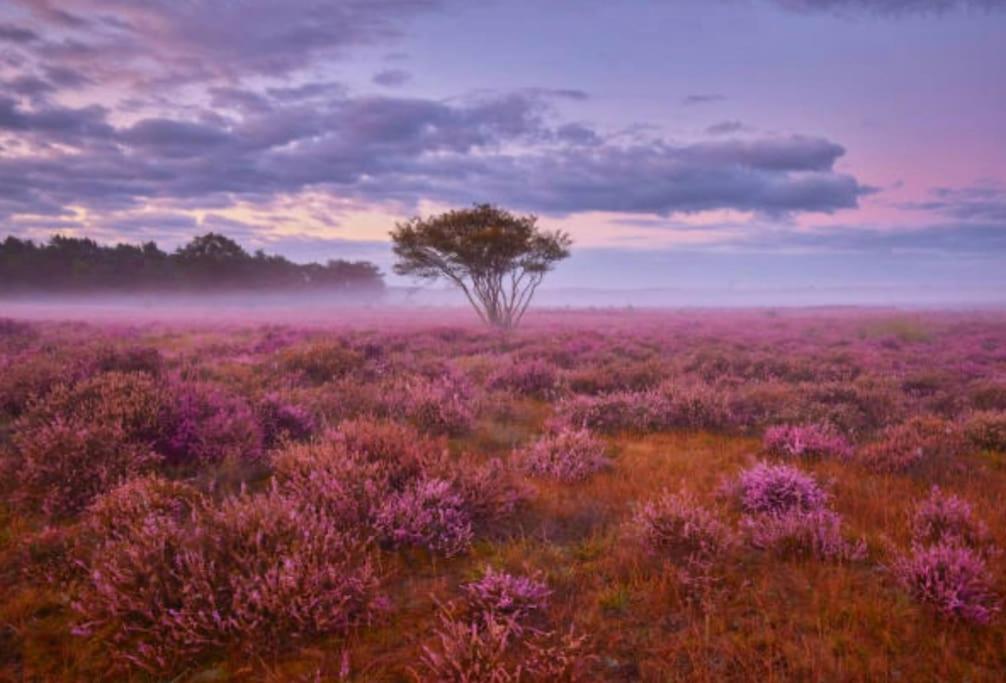 Veluwe Boutique Lodge