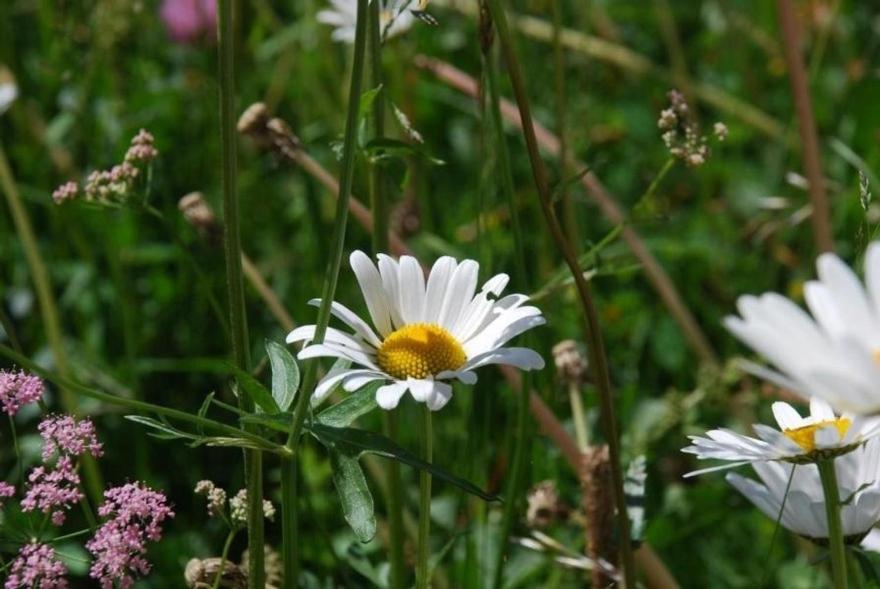 Chesa Arnica A5