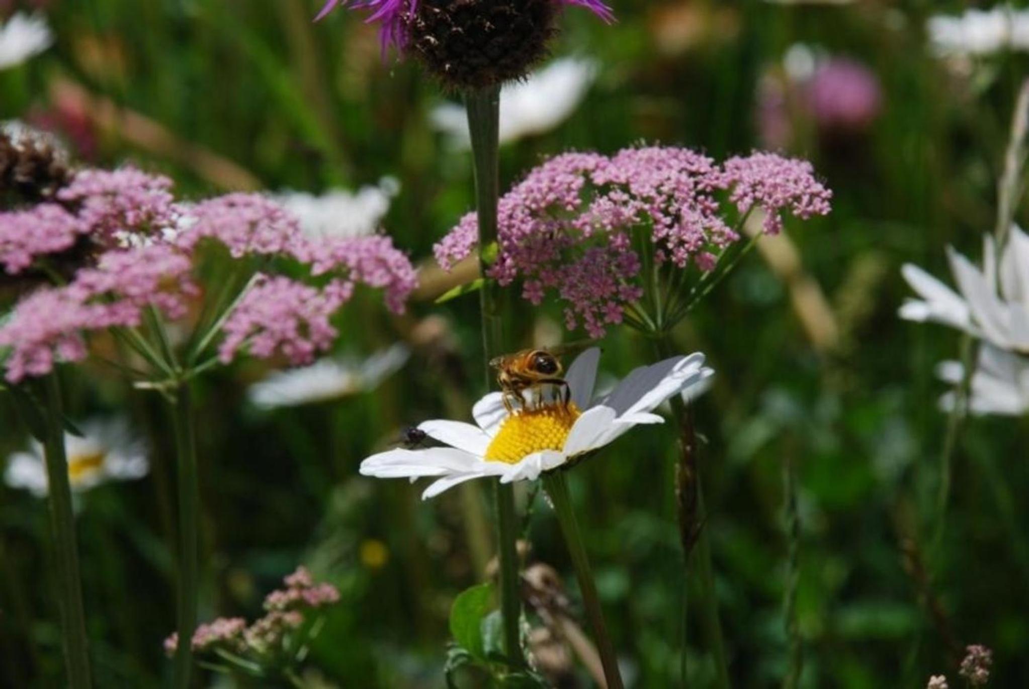 Arnica 3