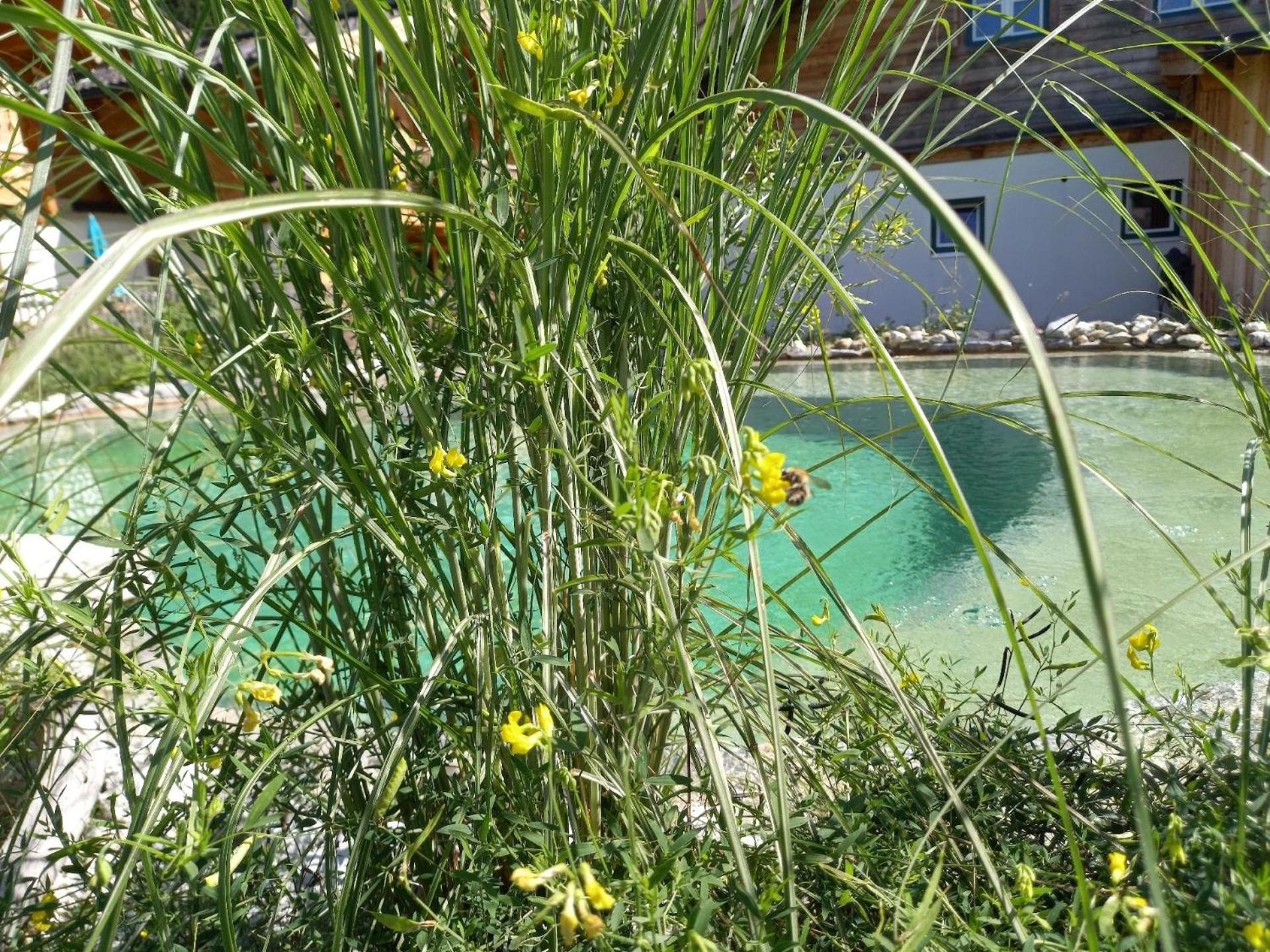 Birnbaum Chalet Kreuzkogel mit Naturbadesee und eingezäunten Garten
