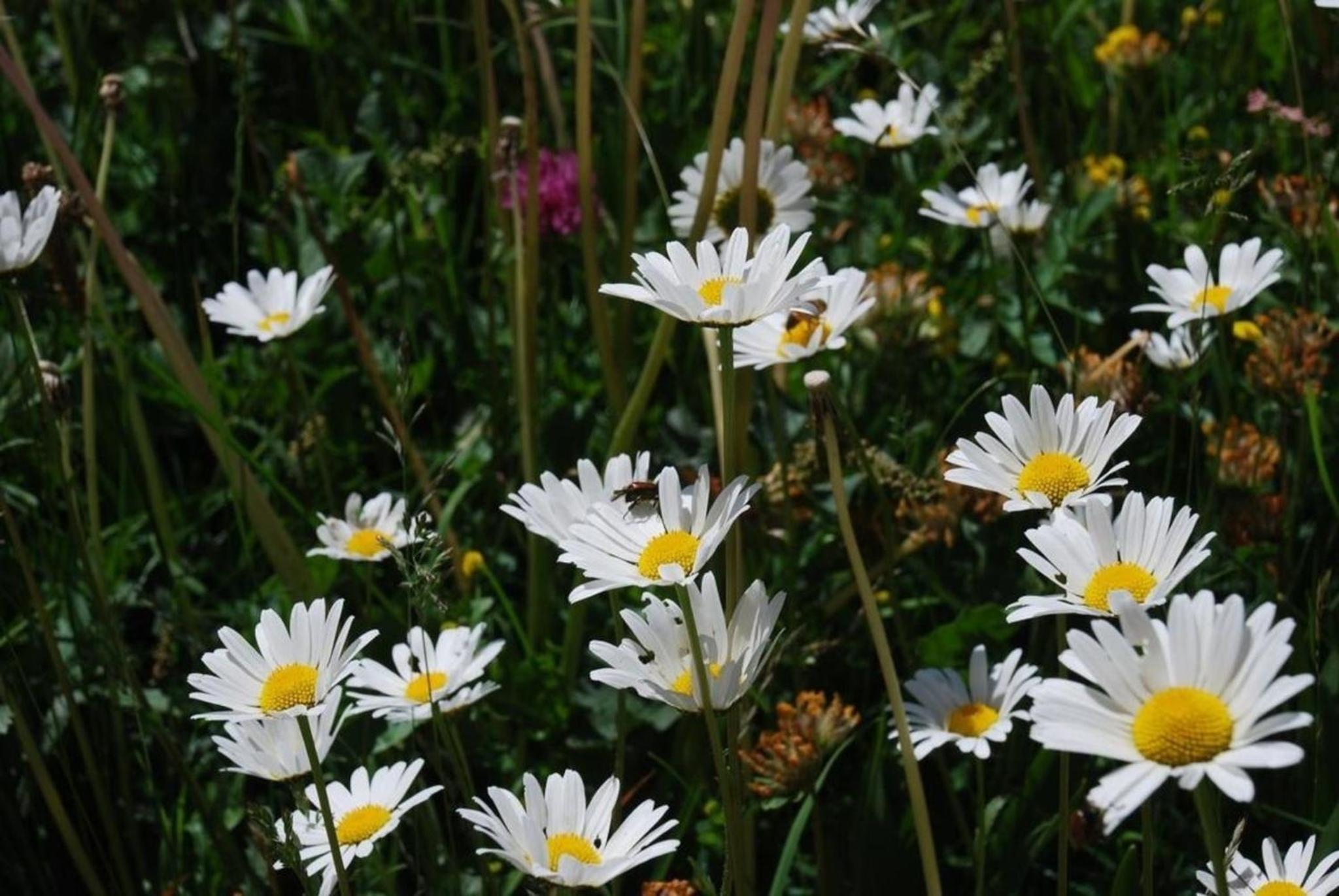 Arnica 4