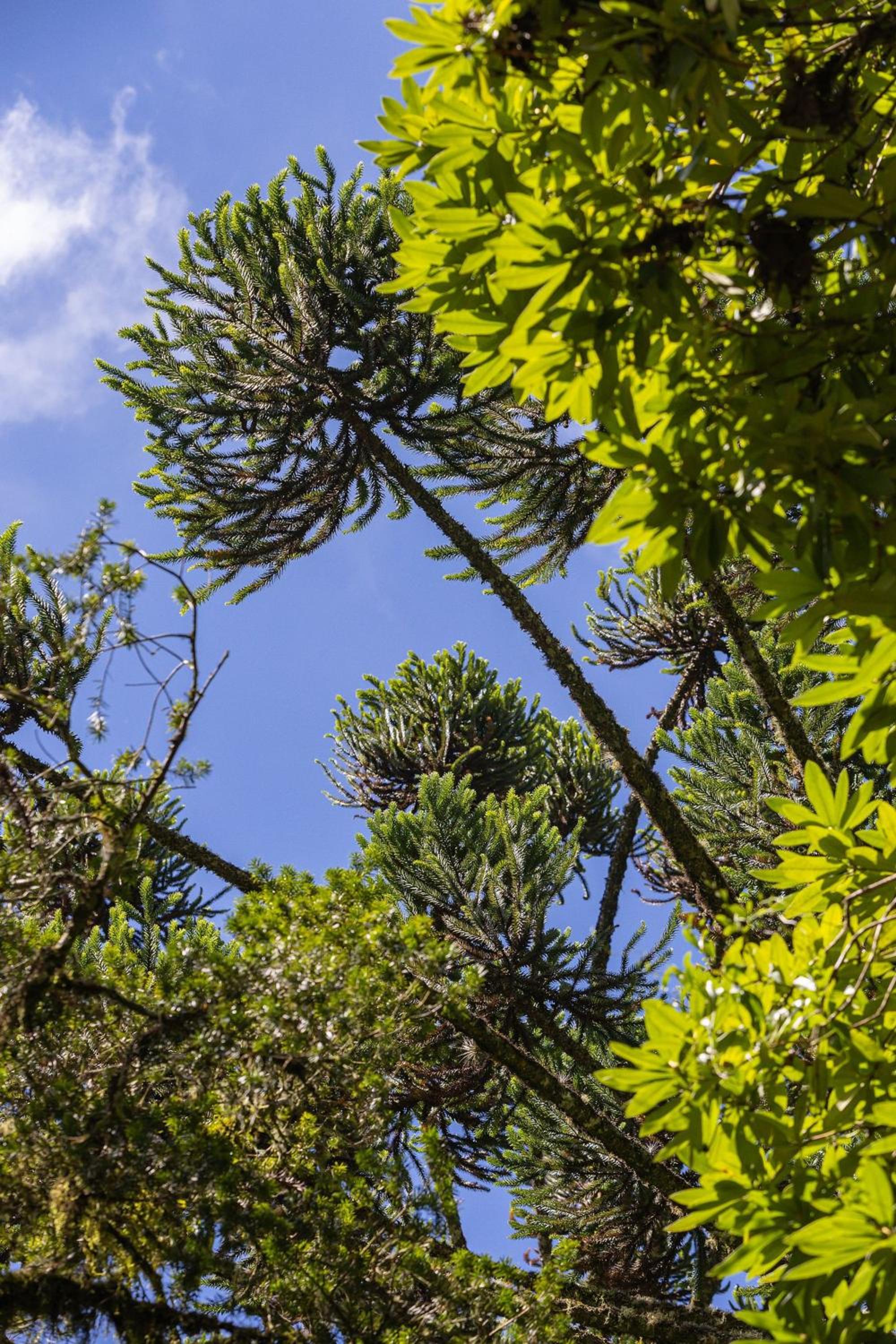 Cabana Suspensa na Natureza - Região Turística