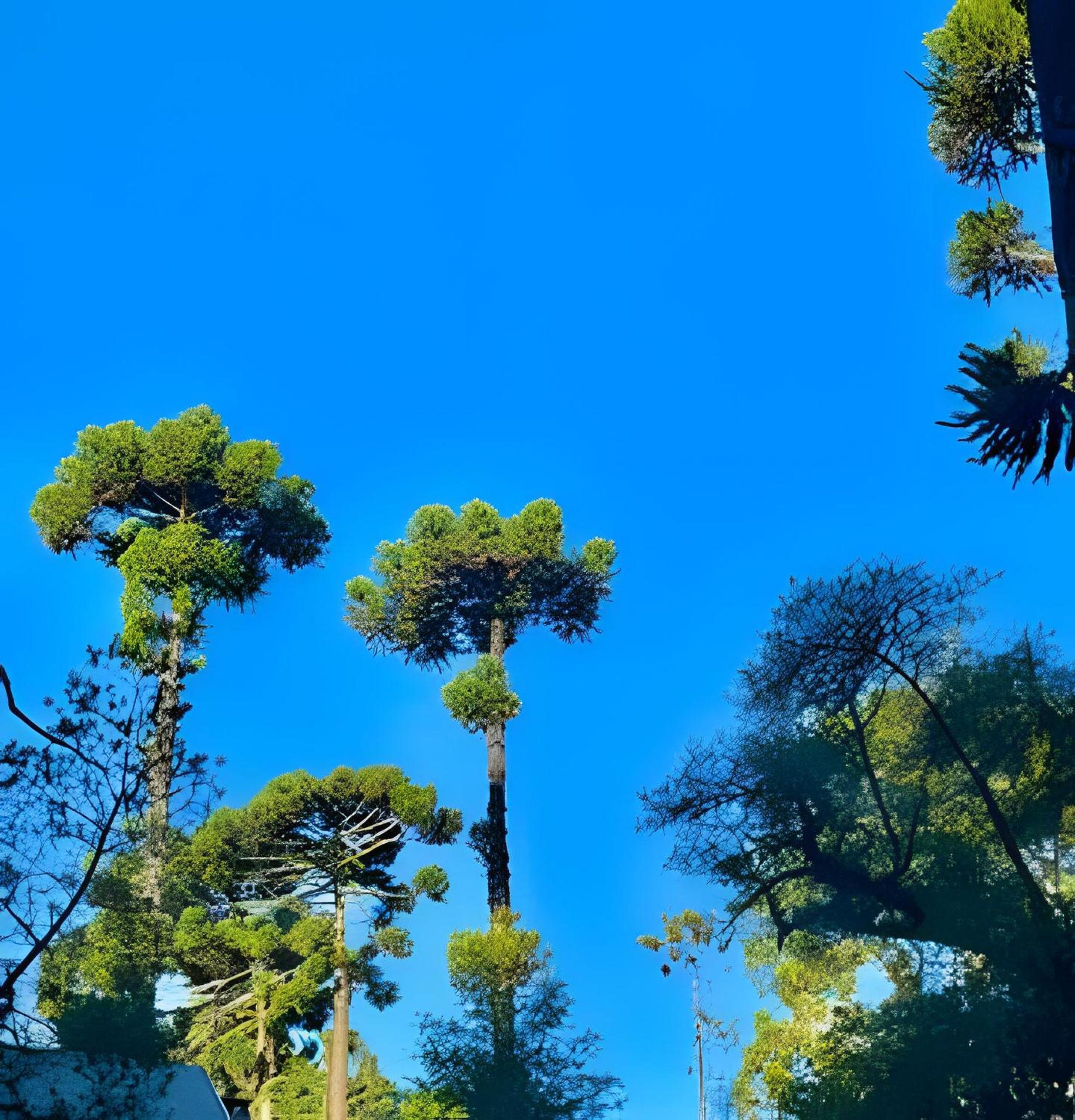 Cabana Suspensa na Natureza - Região Turística