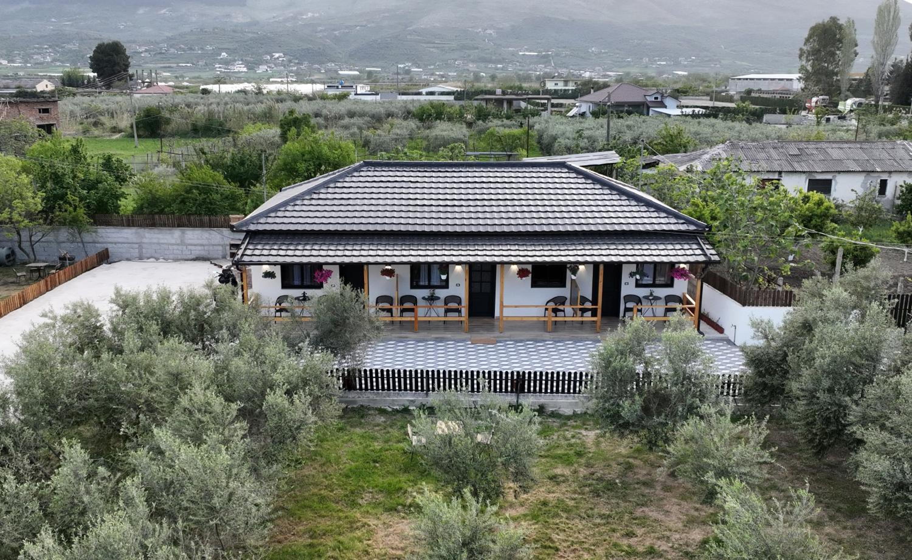 Olive Oasis Studio