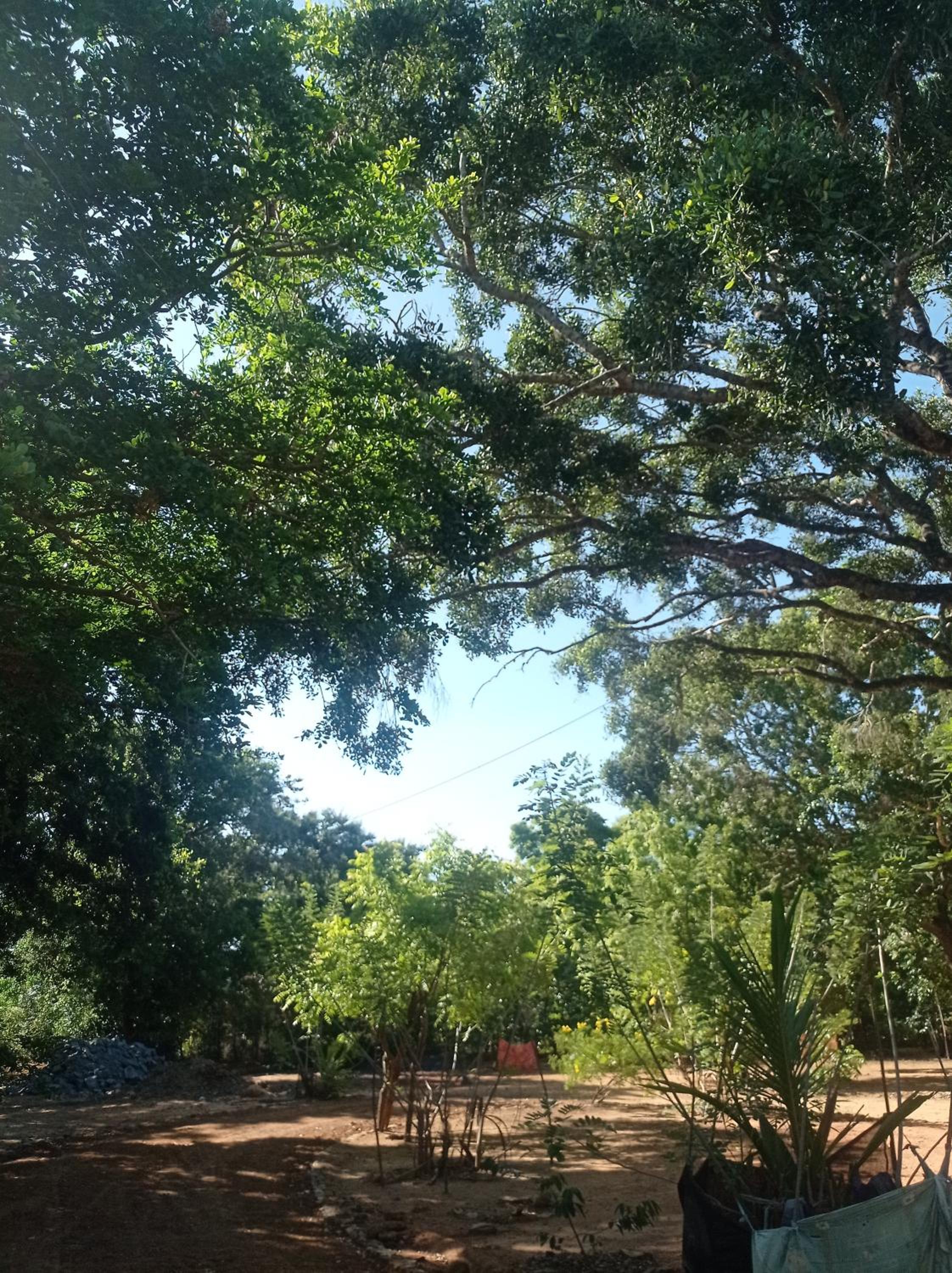 Bundala Resort