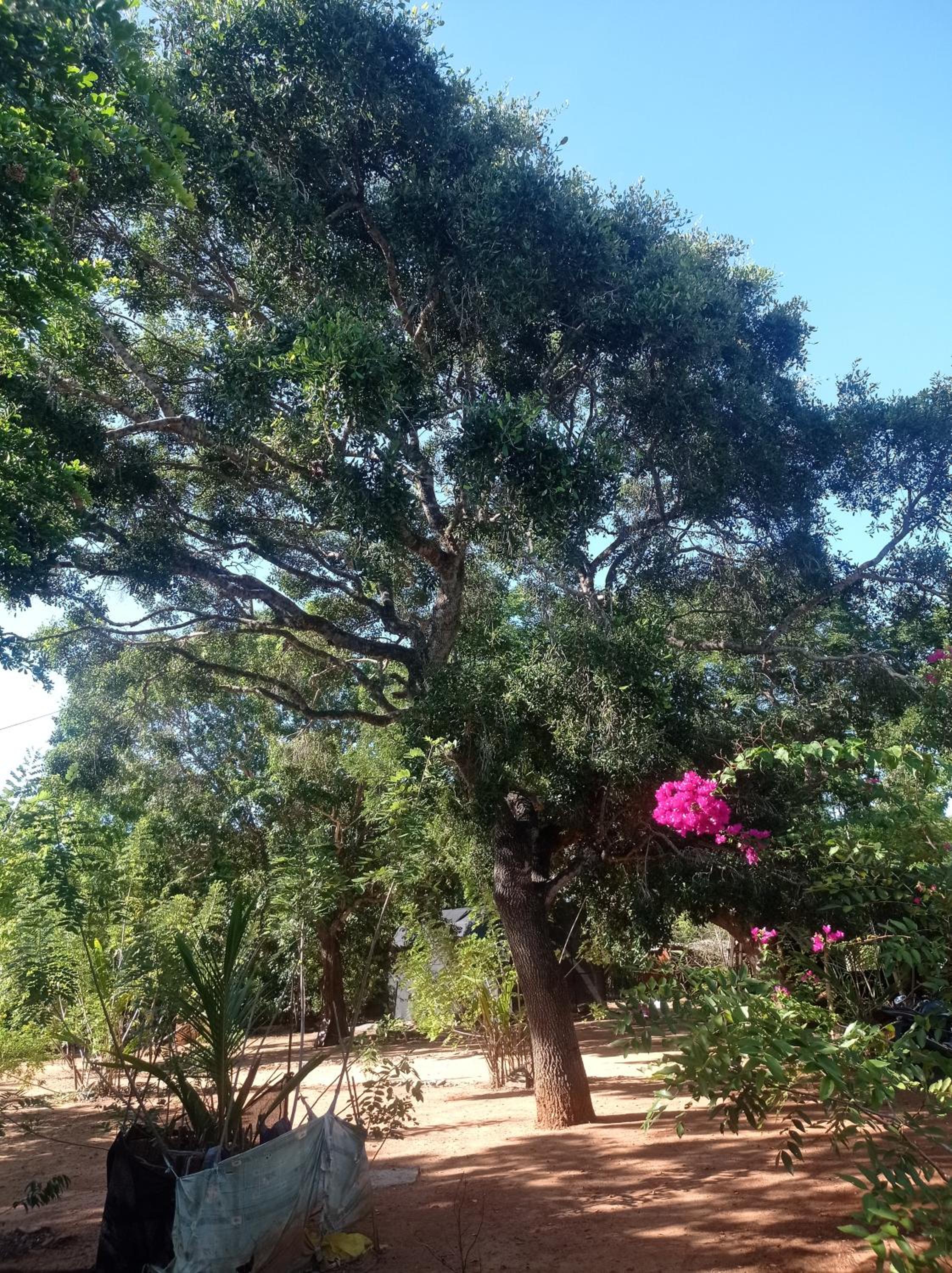 Bundala Resort