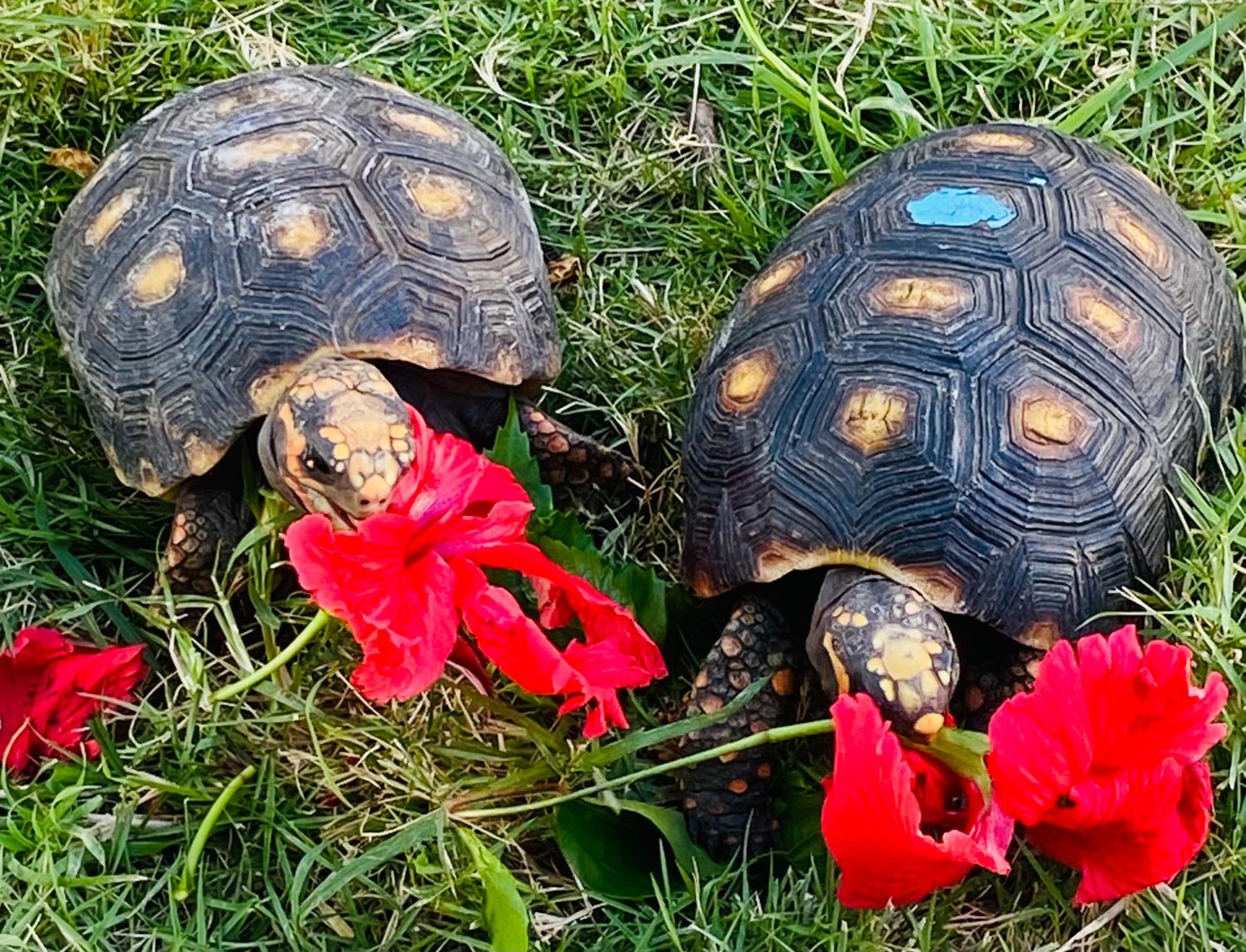 Turtle Hideaway