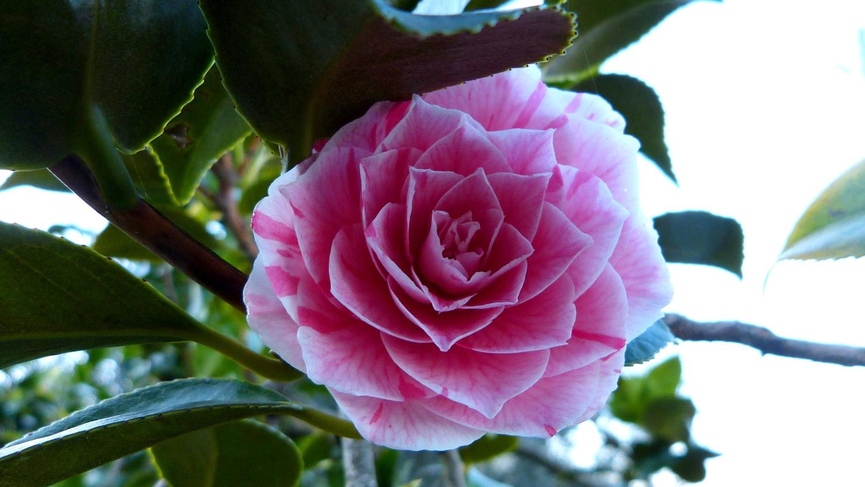 Photo 45