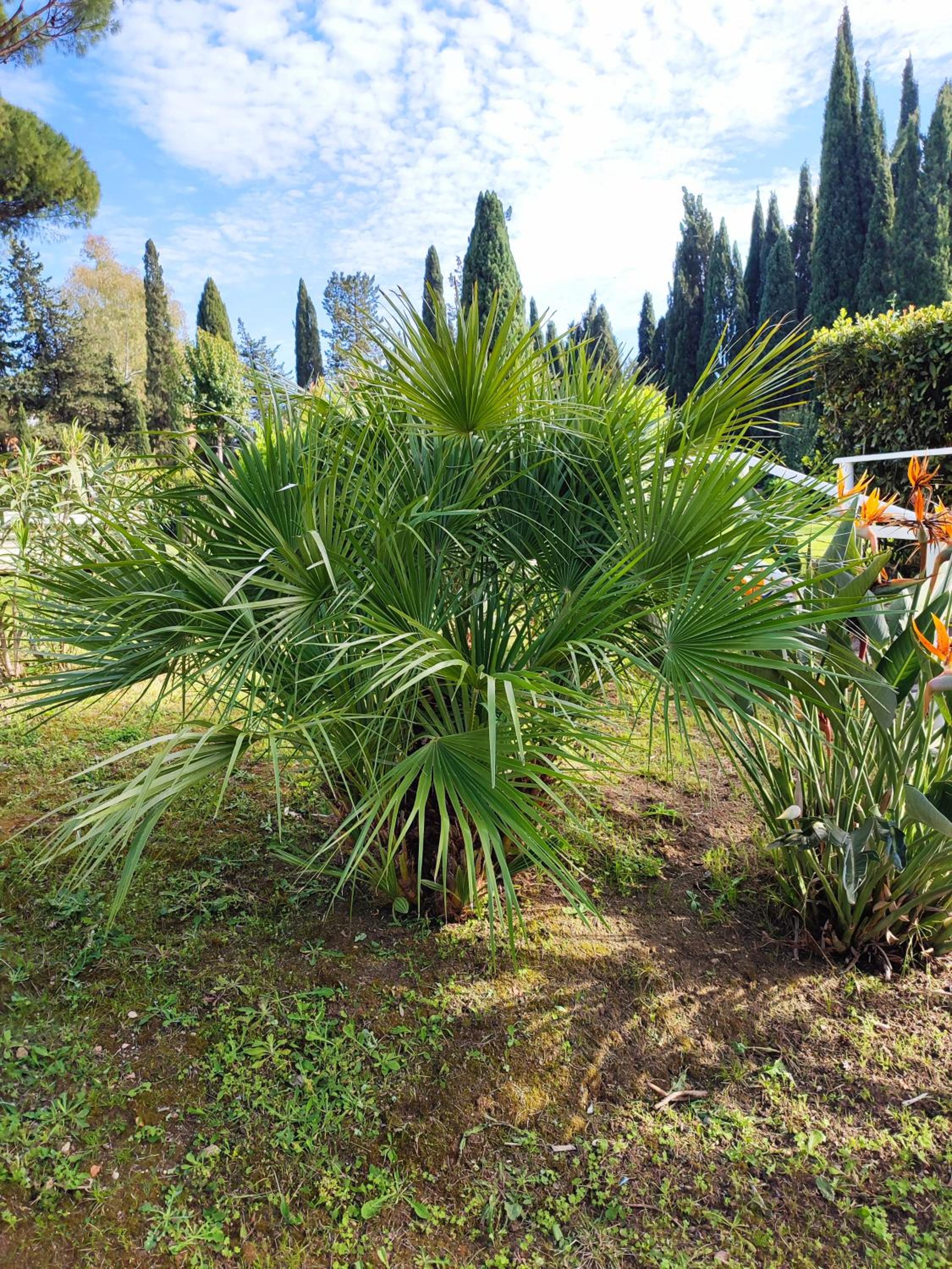 green nest