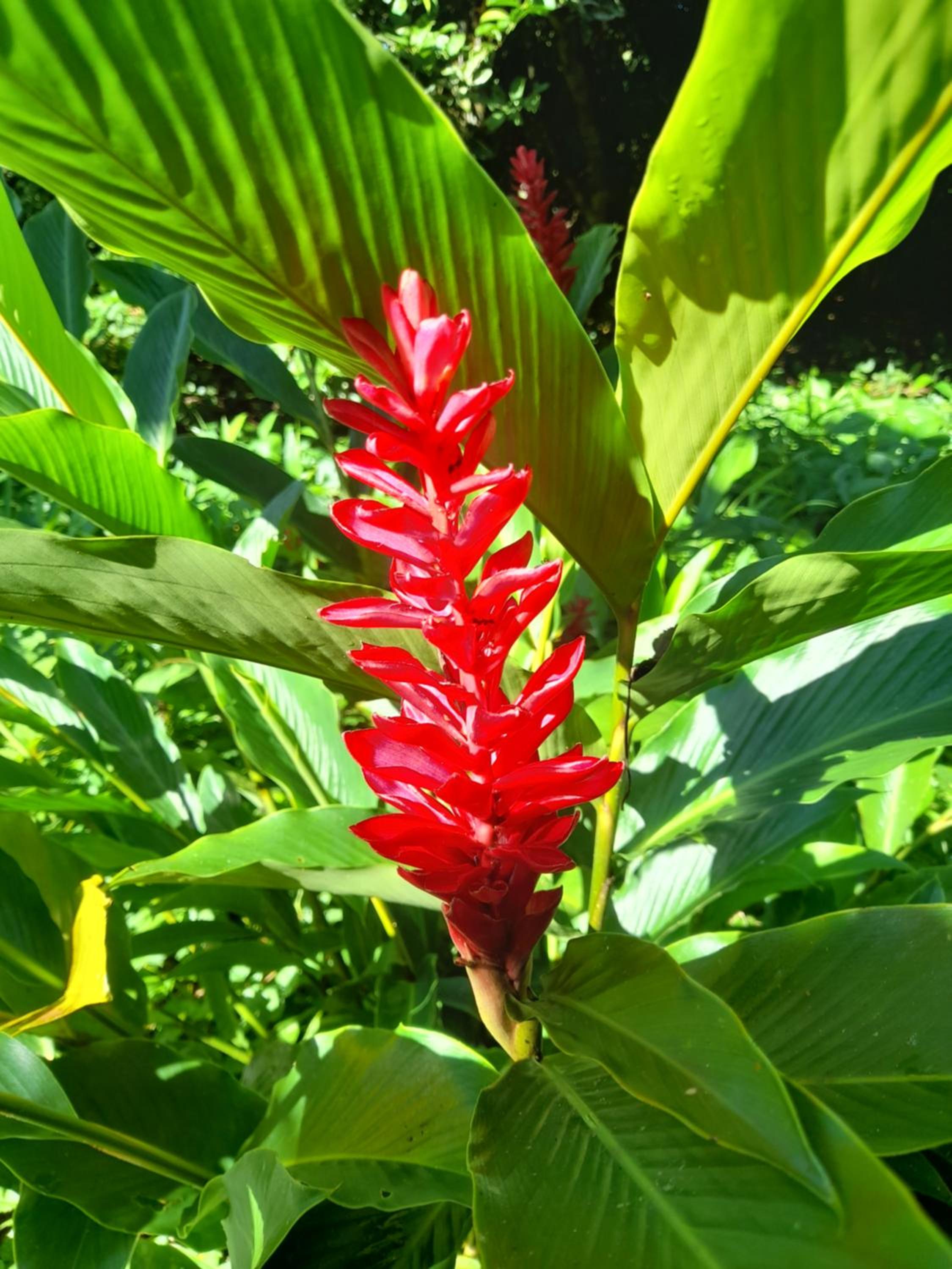 Homestay Oropendola tambopata