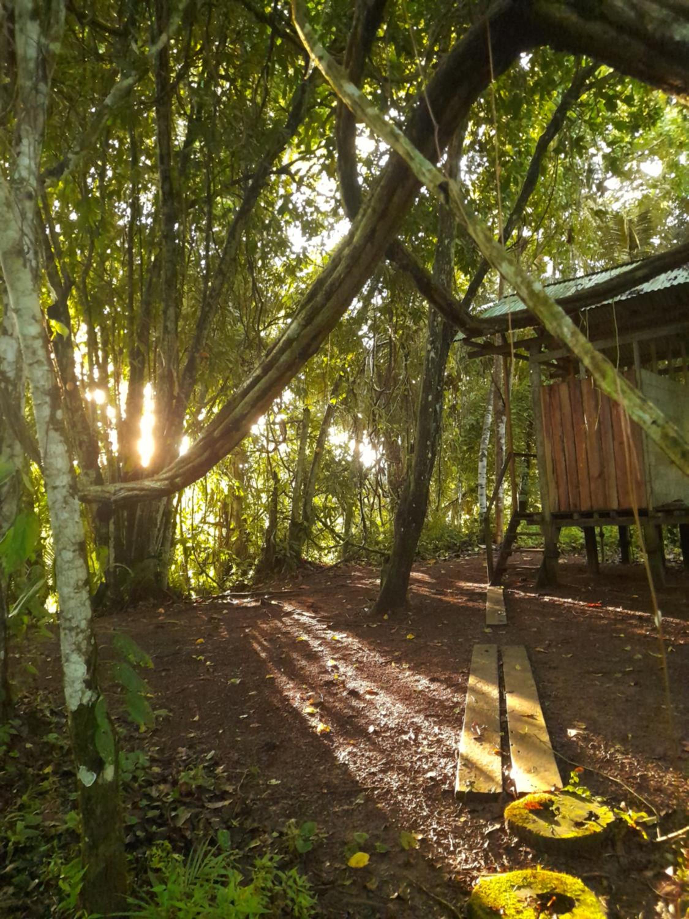 Homestay Oropendola tambopata