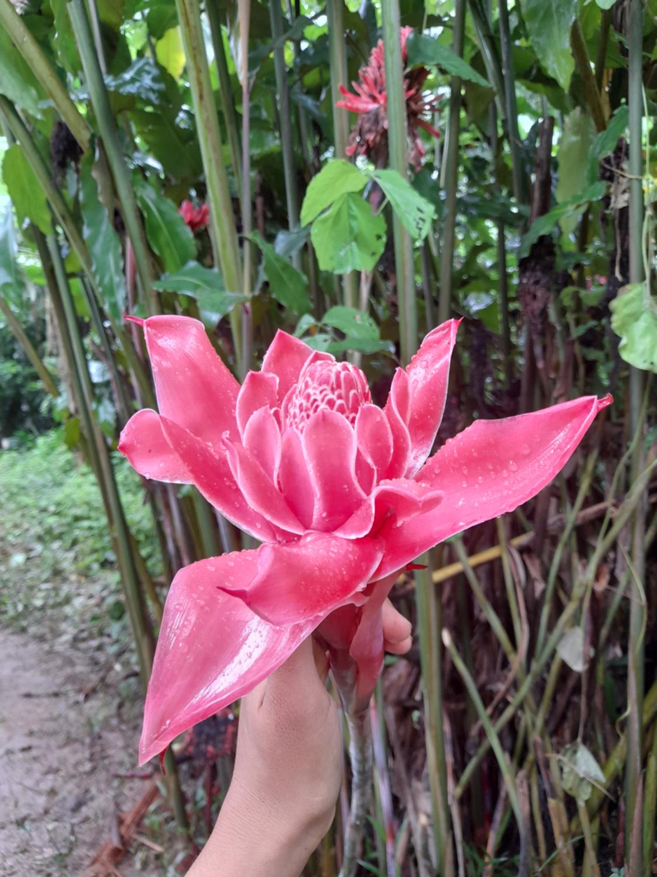 Homestay Oropendola tambopata