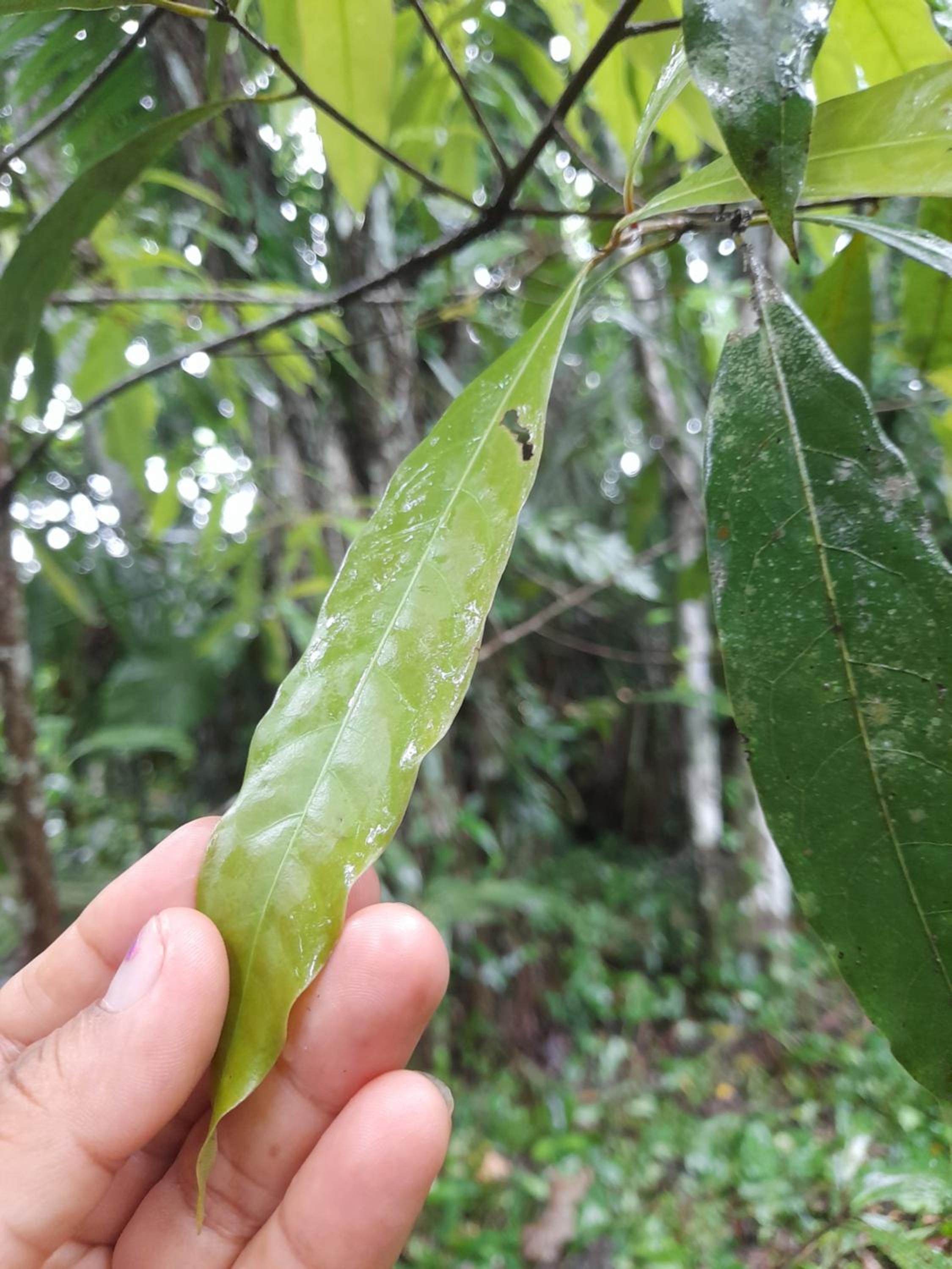 Homestay Oropendola tambopata