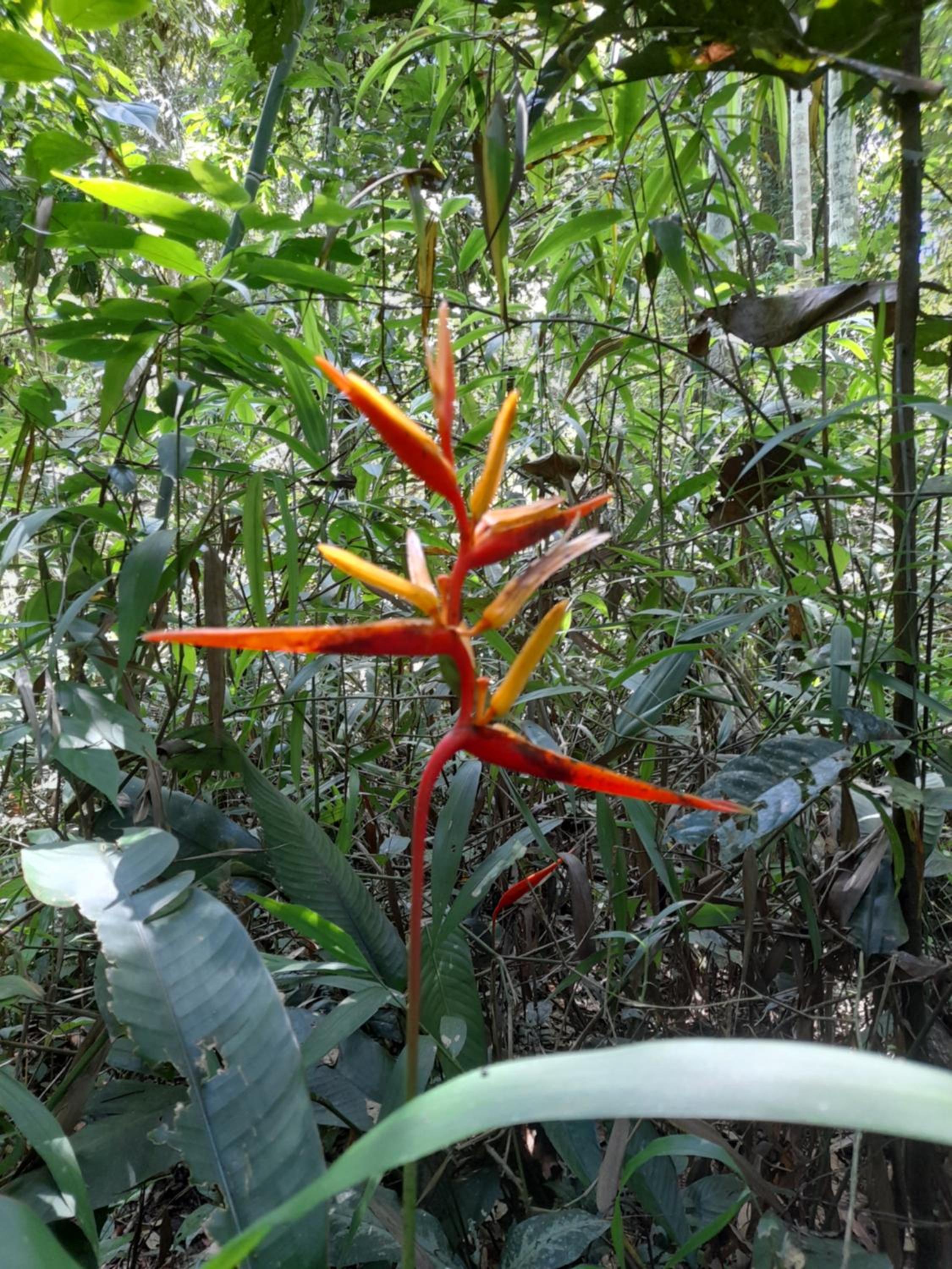 Homestay Oropendola tambopata