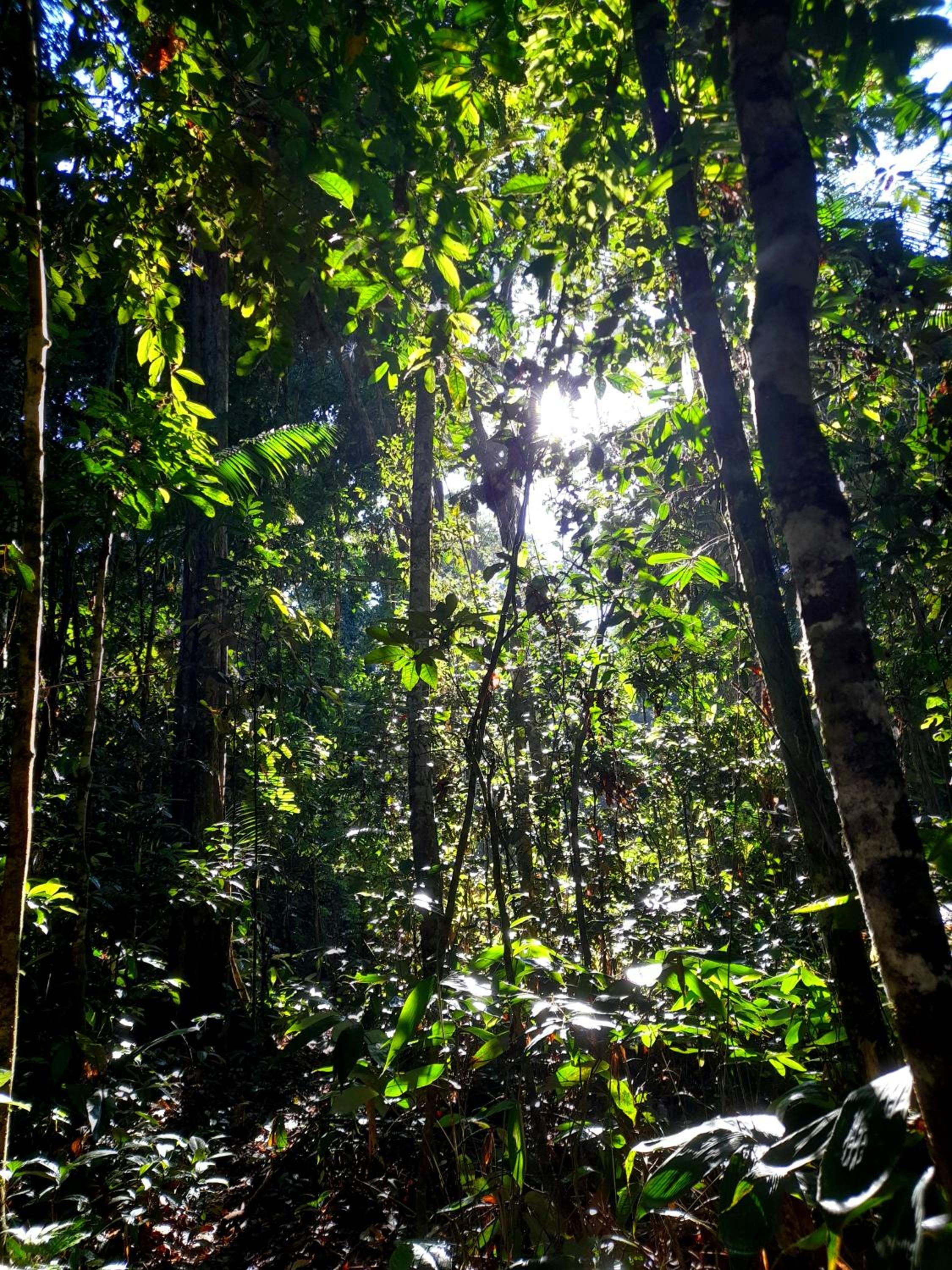 Homestay Oropendola tambopata