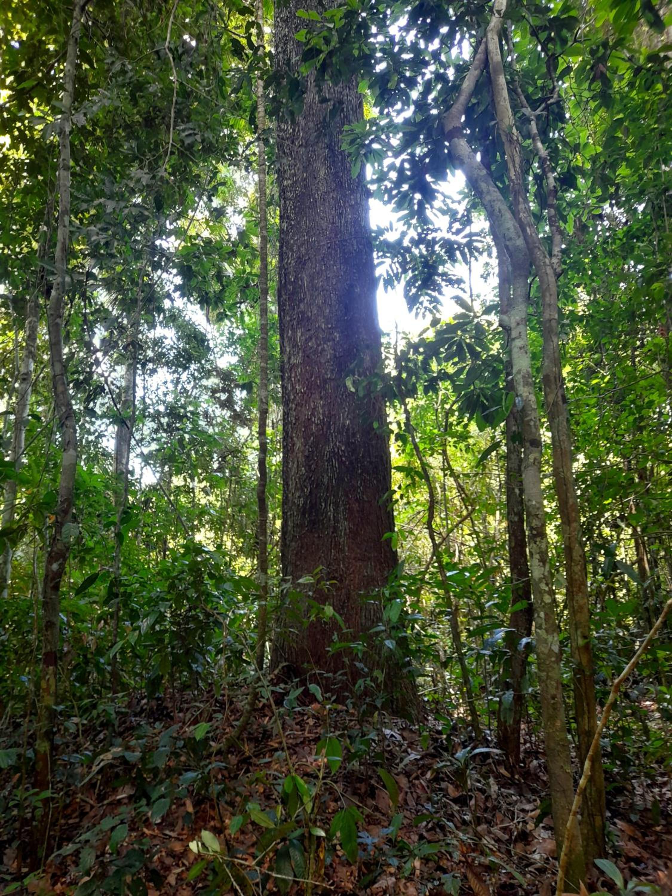 Homestay Oropendola tambopata