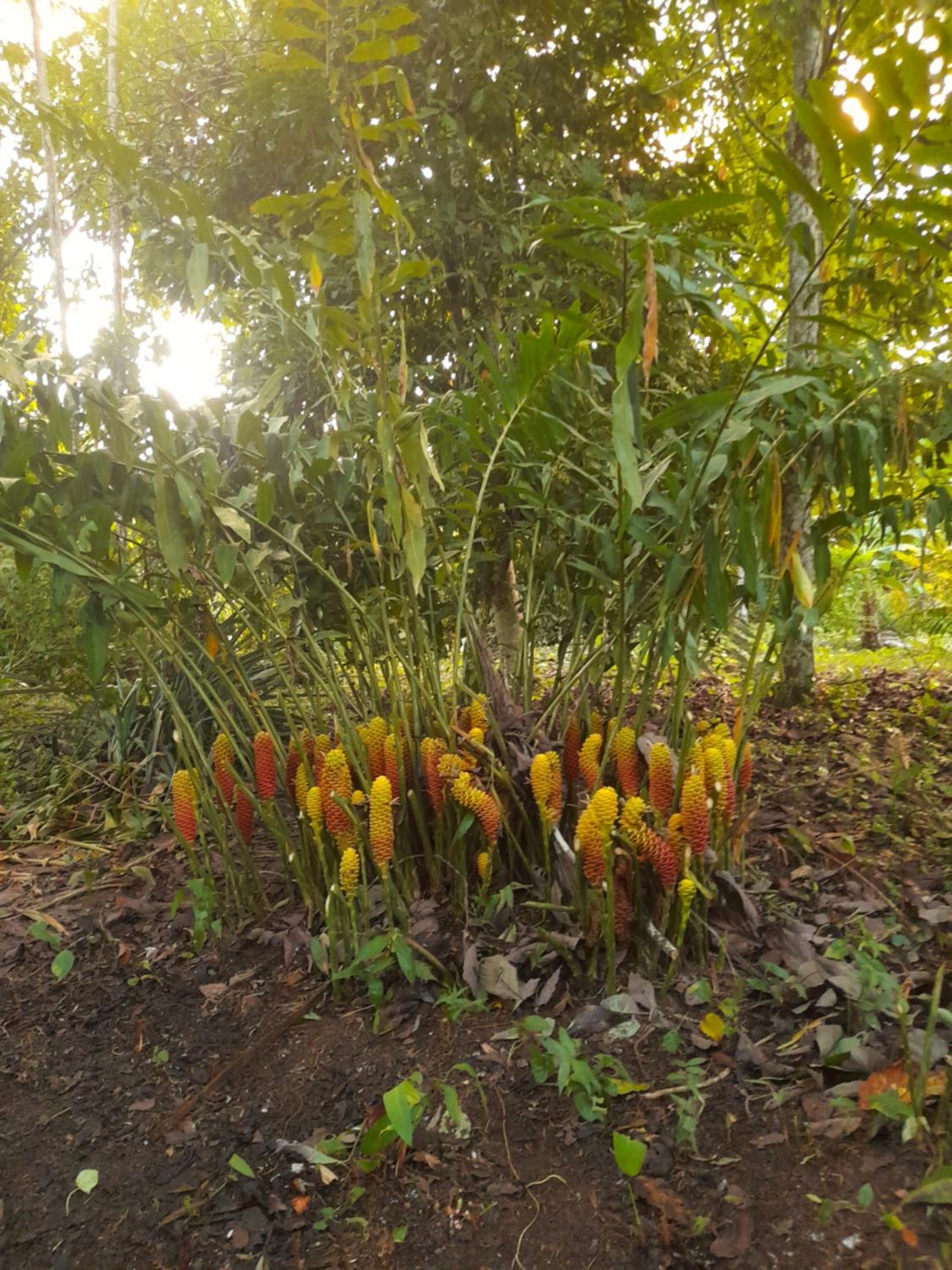 Homestay Oropendola tambopata