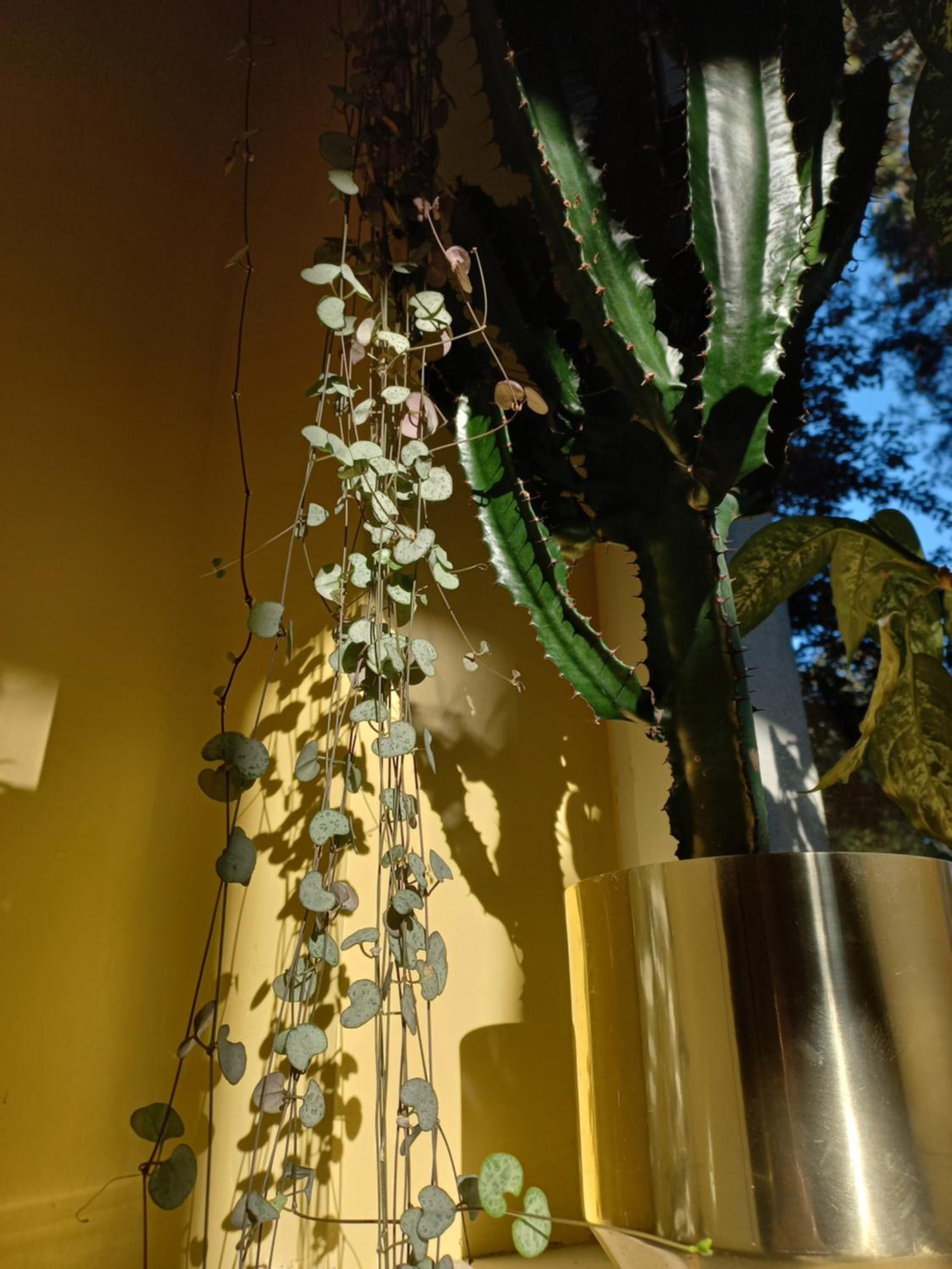 Greenthumb Praska