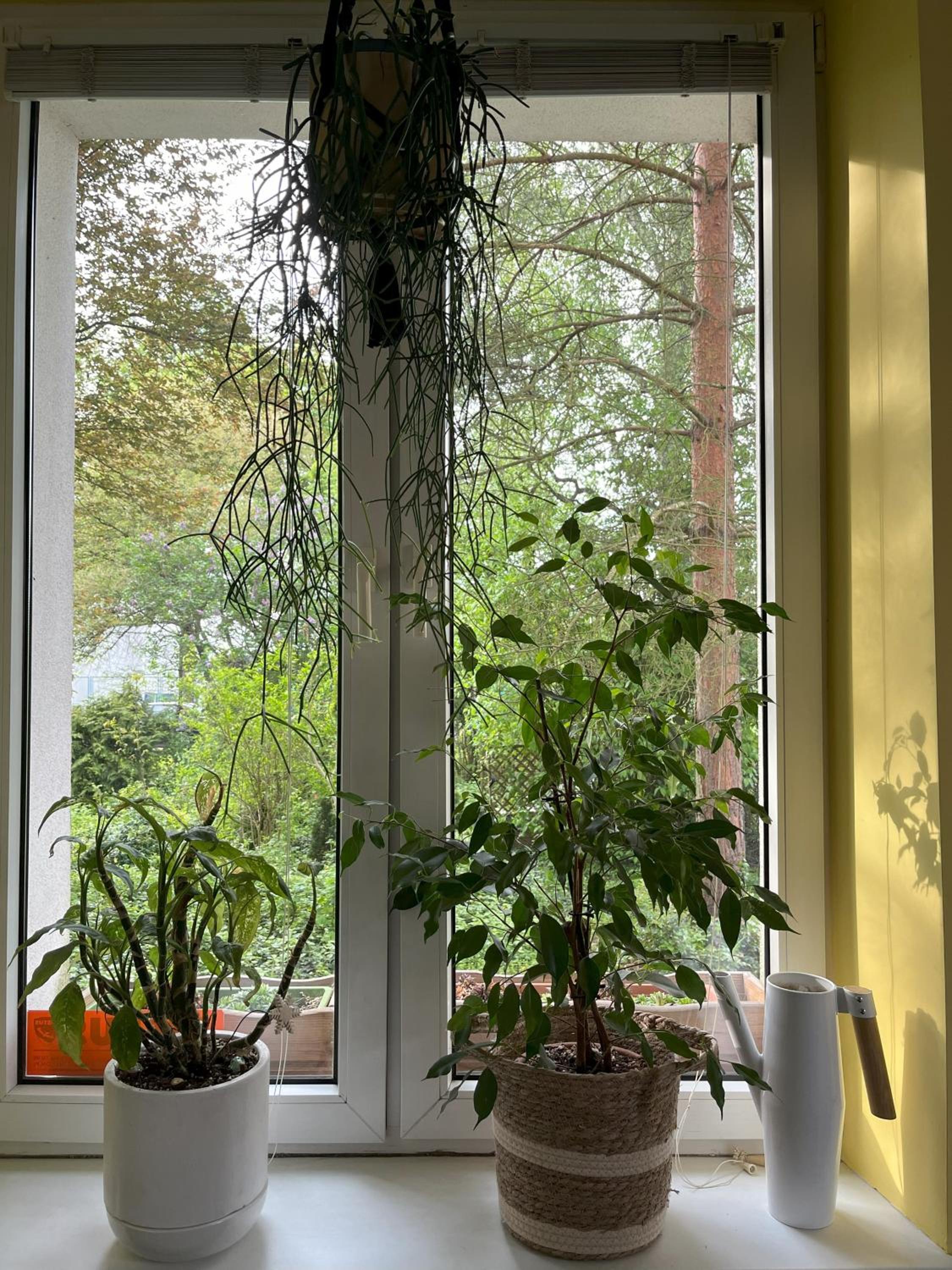 Greenthumb Praska