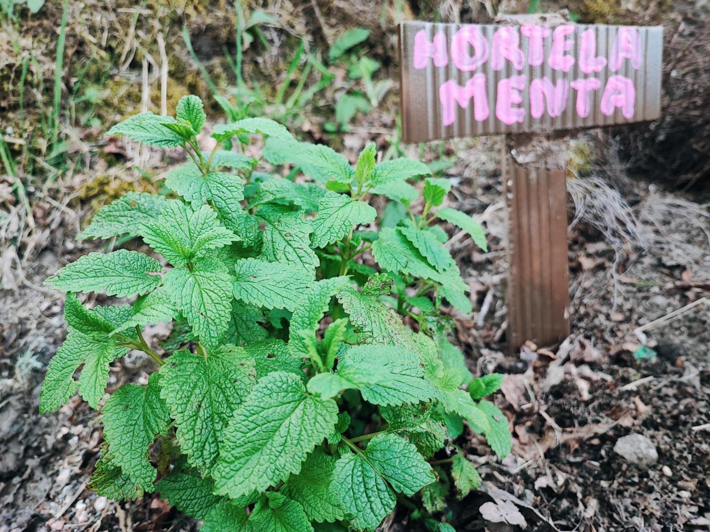 Moinhos do Poço Verde