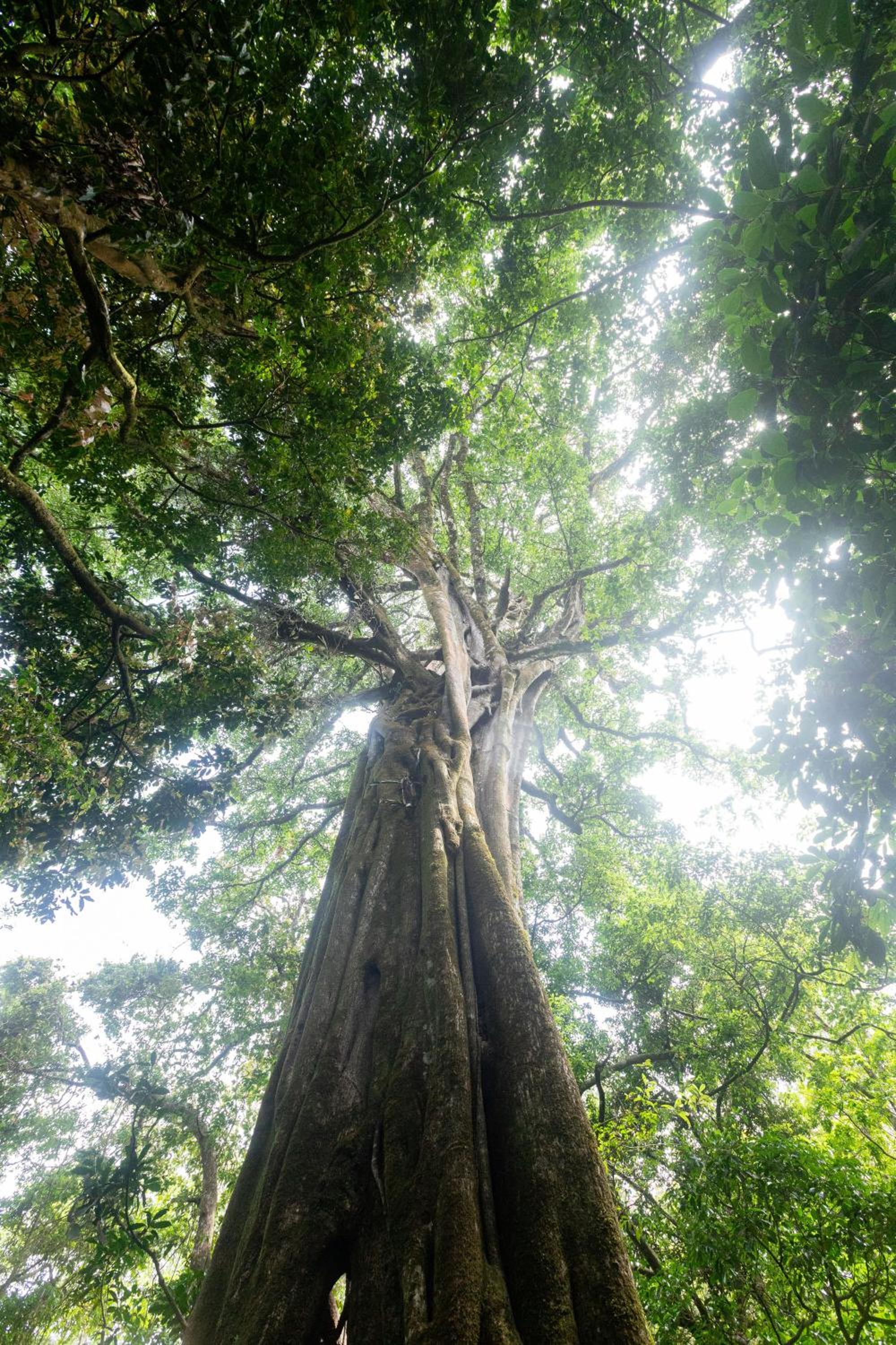Elida Trails & Eco-Lodge