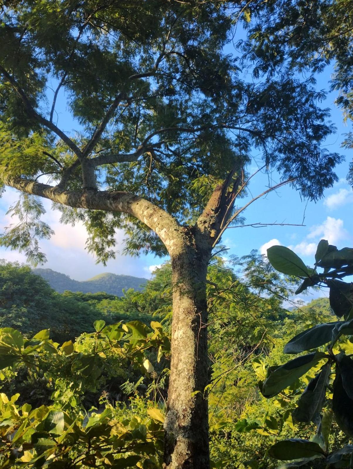 Condado Aldeia dos Reis