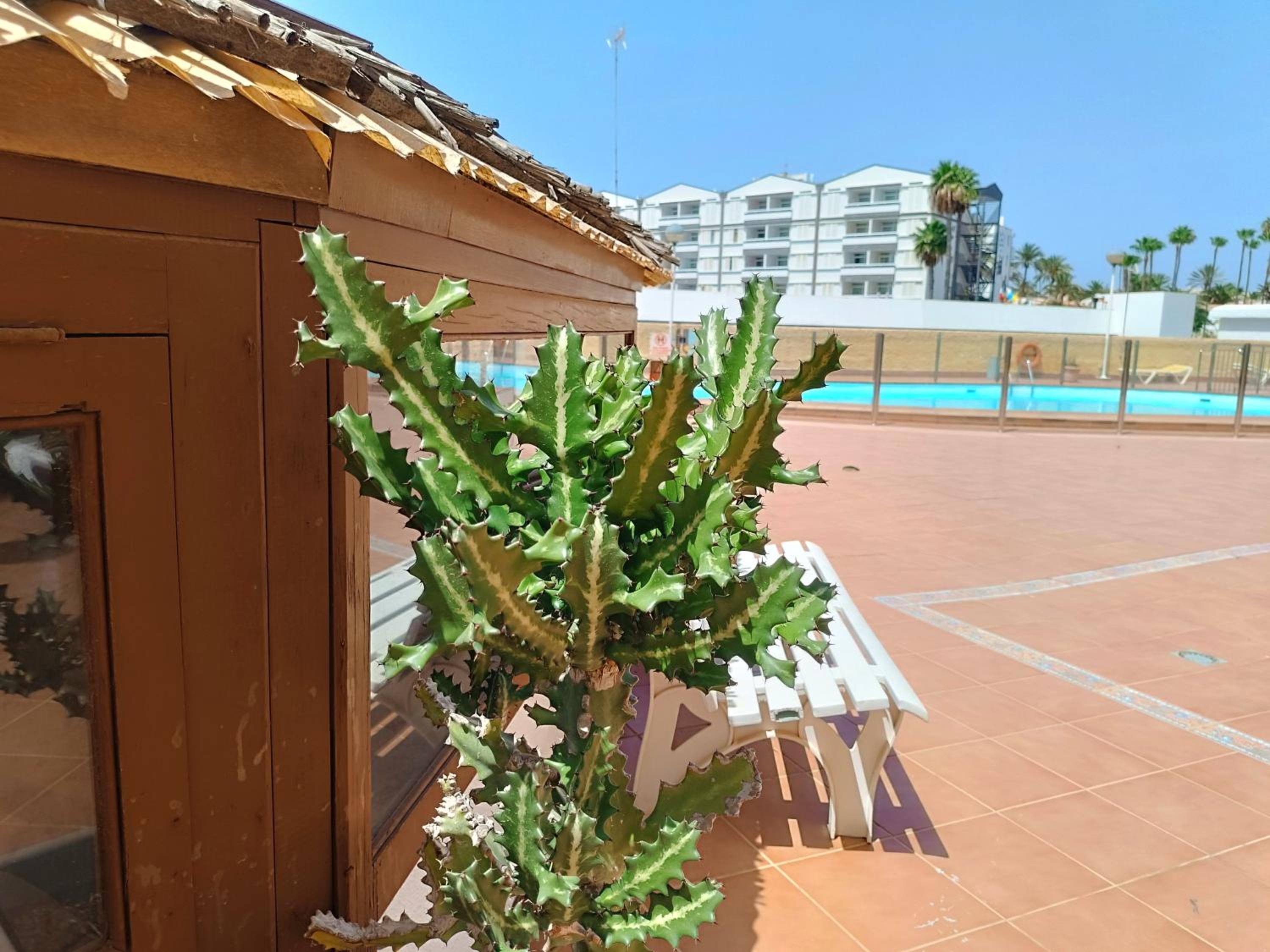Pool view accommodation in Playa del Ingles