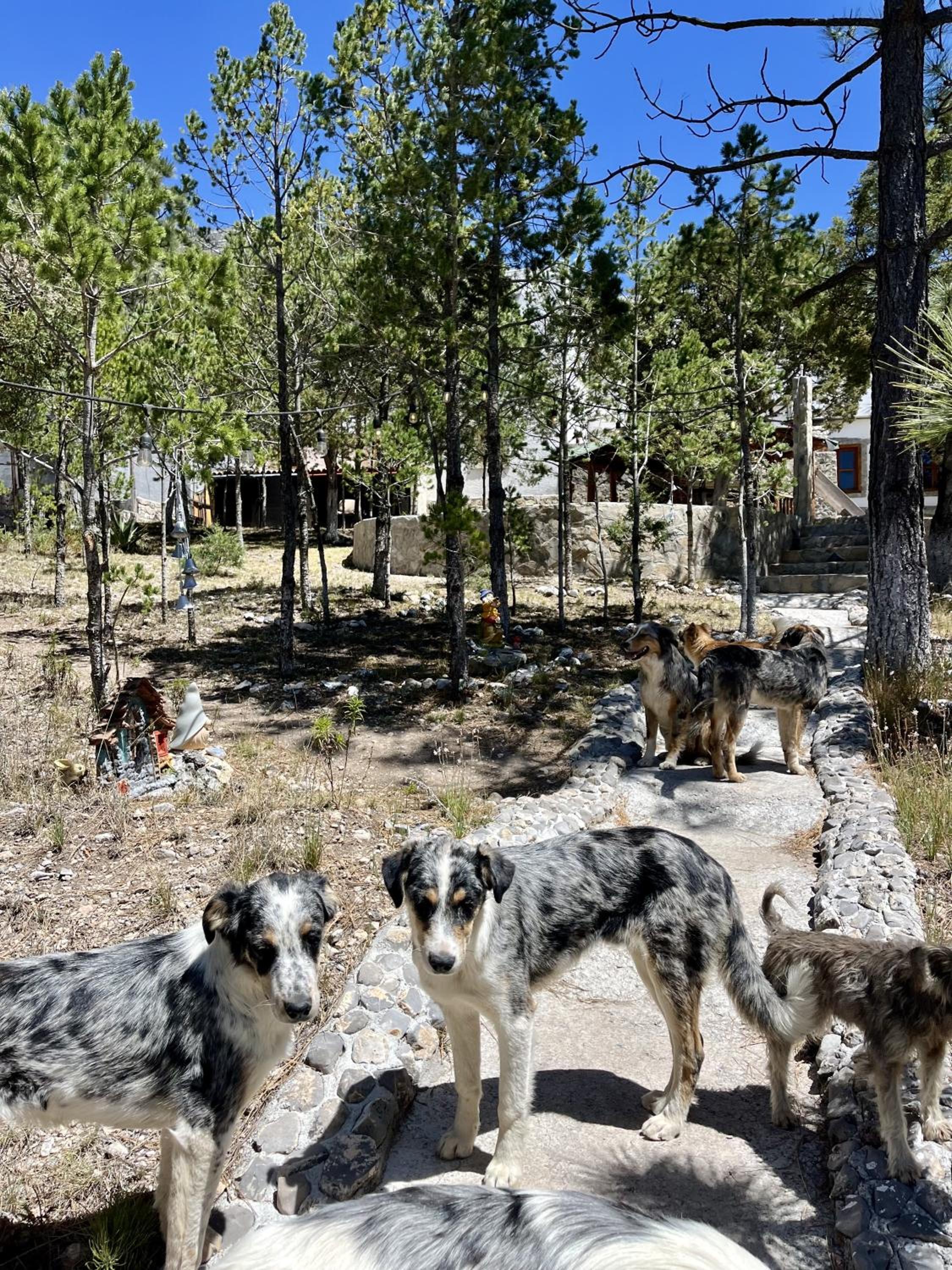 Glamping en la Sierra de Arteaga