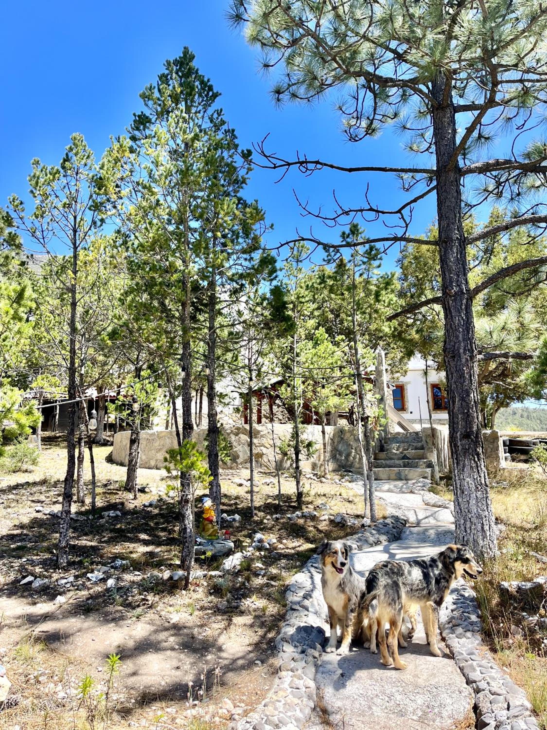 Glamping en la Sierra de Arteaga